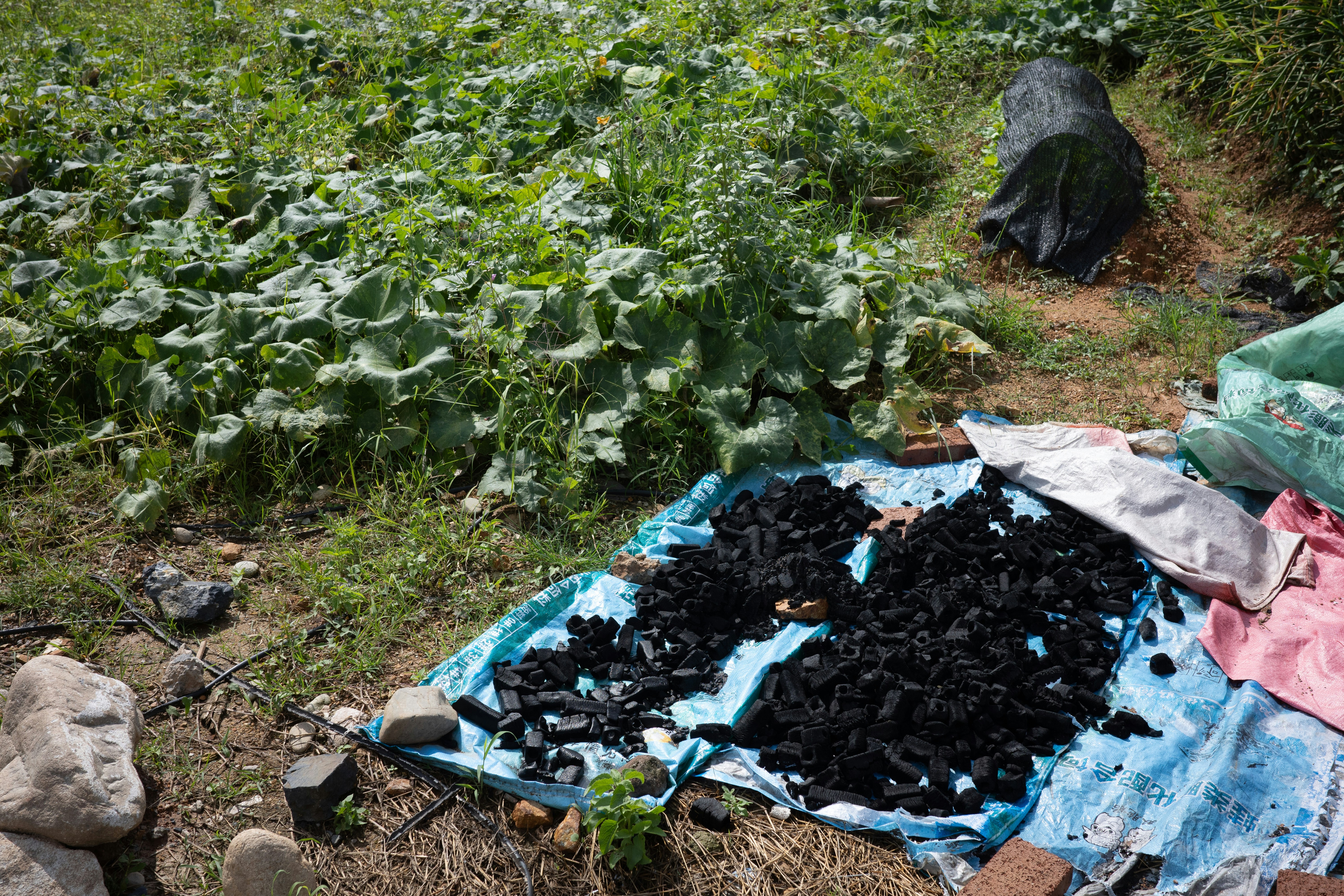 Black charcoal pieces drying on a blue plastic sheet beside a leafy garden patch