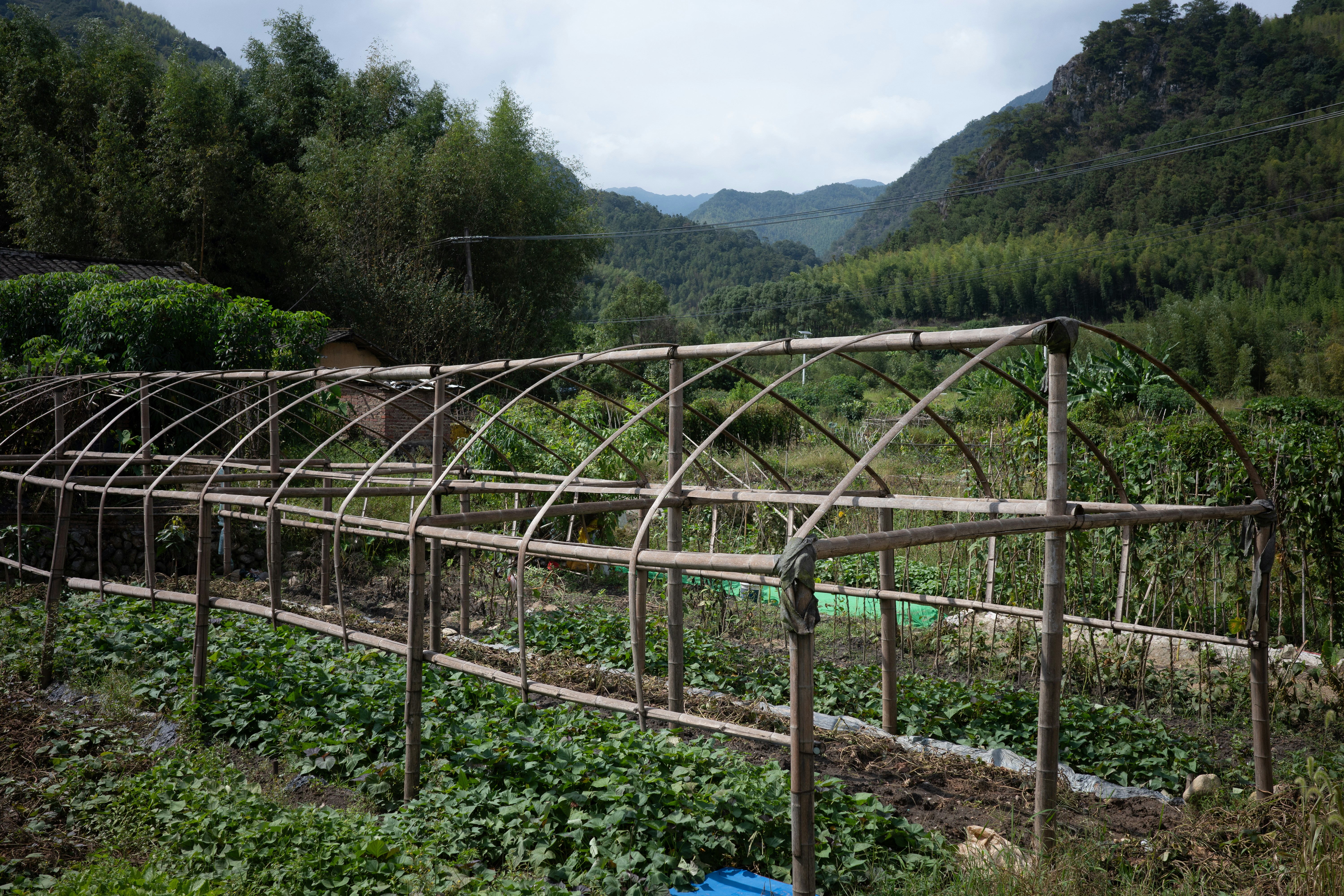 A bamboo greenhouse frame over a vegetable garden in a lush mountain valley