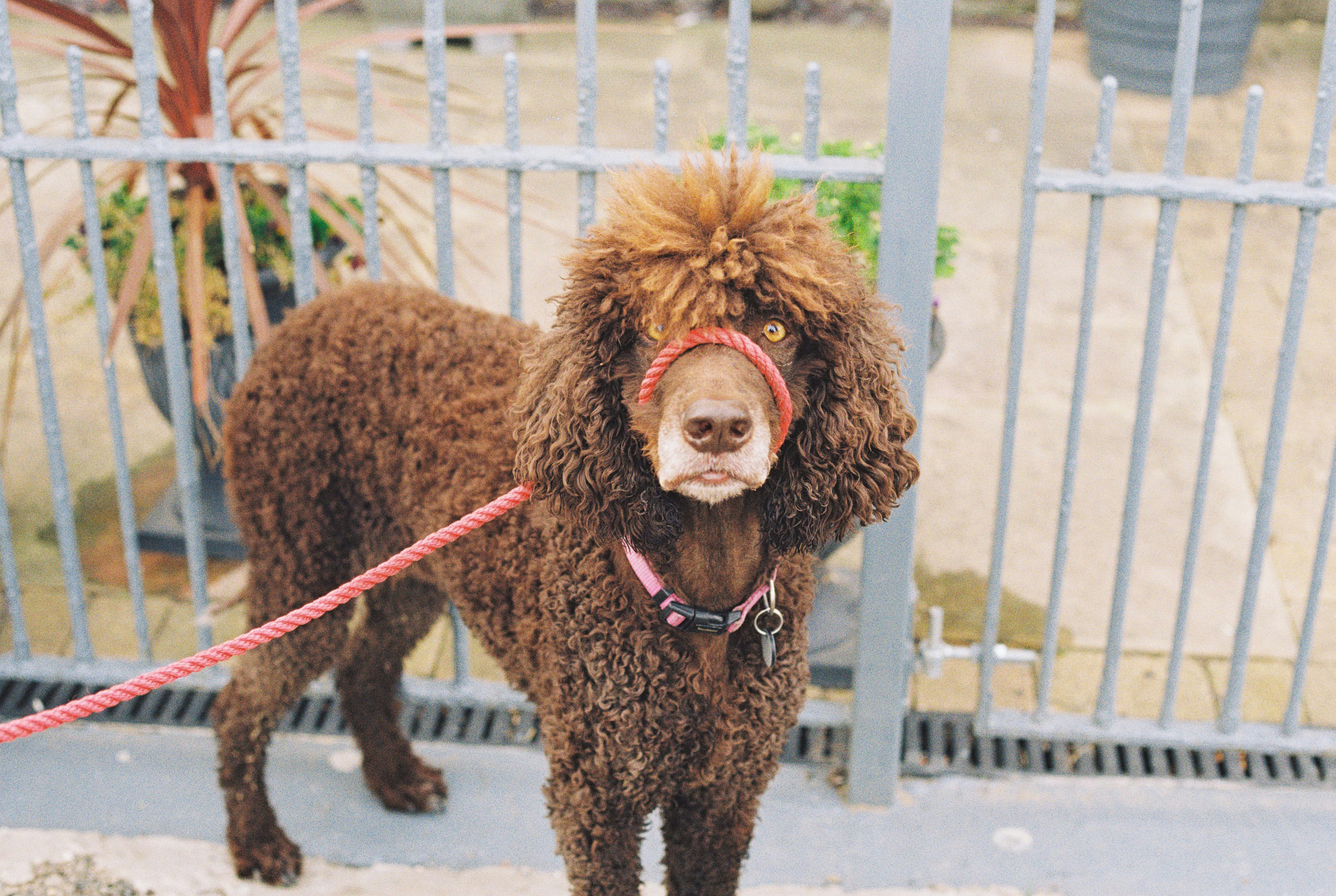 Élégance Canine (Amiens) — Amiens
