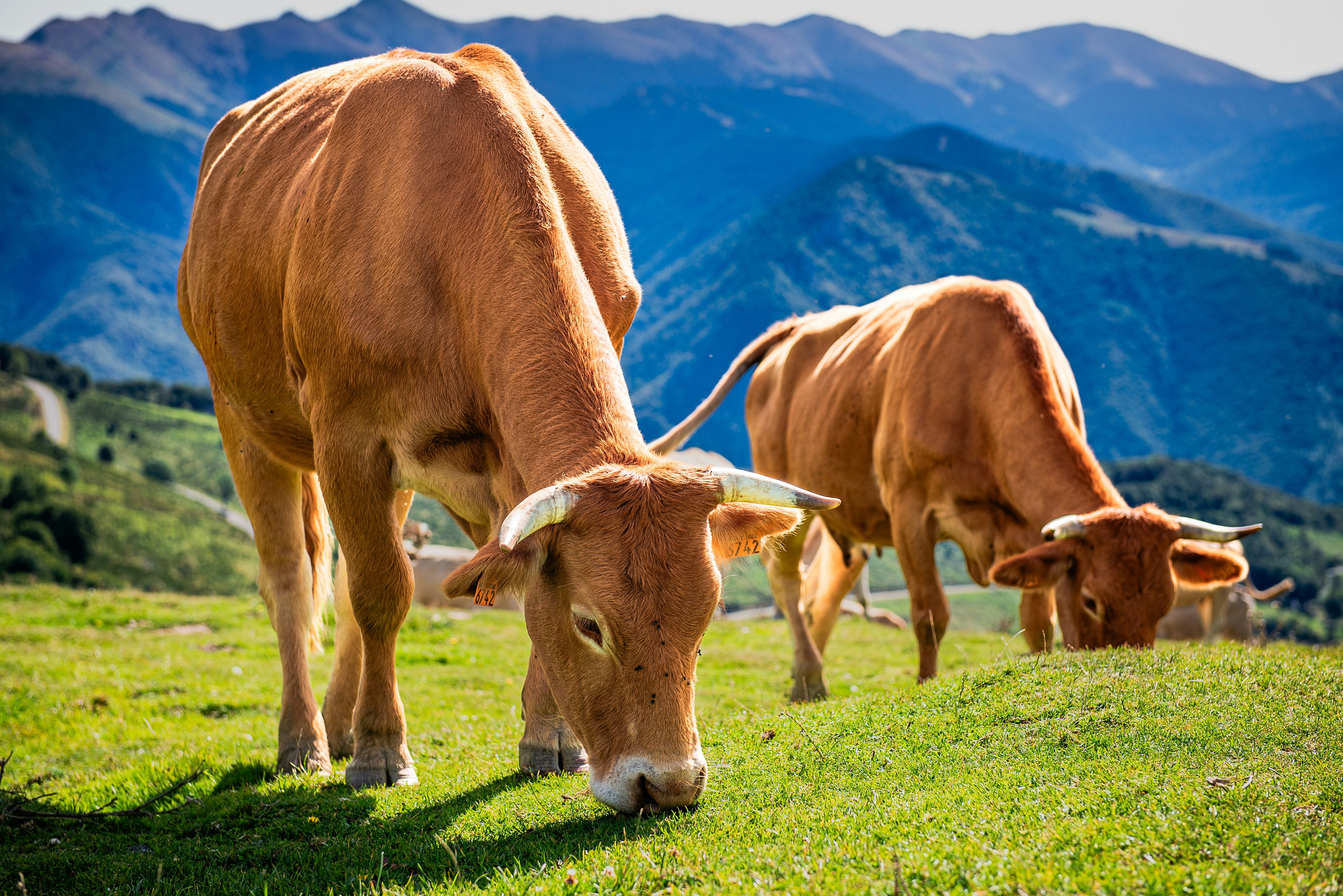 Two brown cows grazing on a green mountain pasture with distant blue peaks