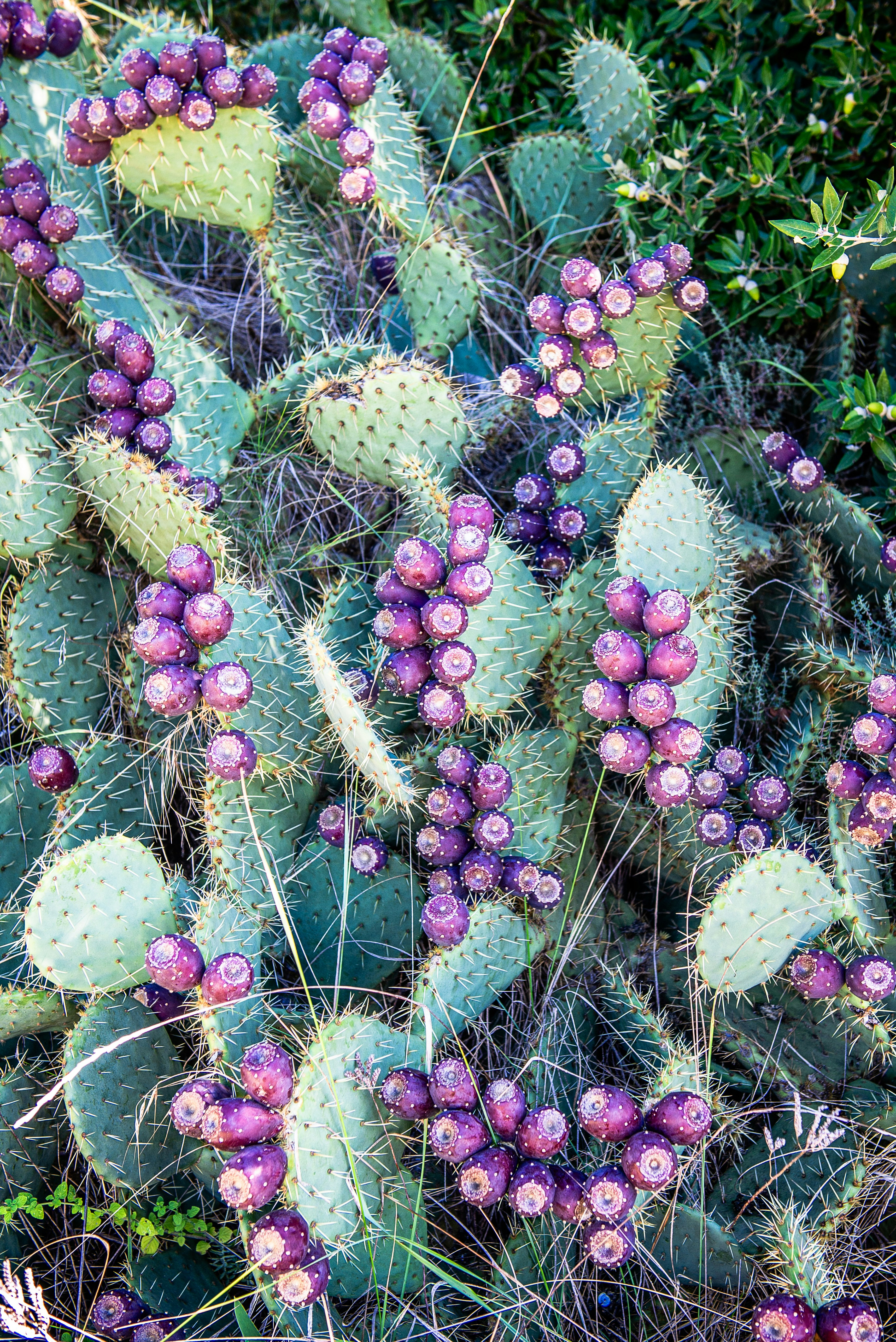Prickly pear cactus pads with clusters of ripe purple fruit and sharp spines