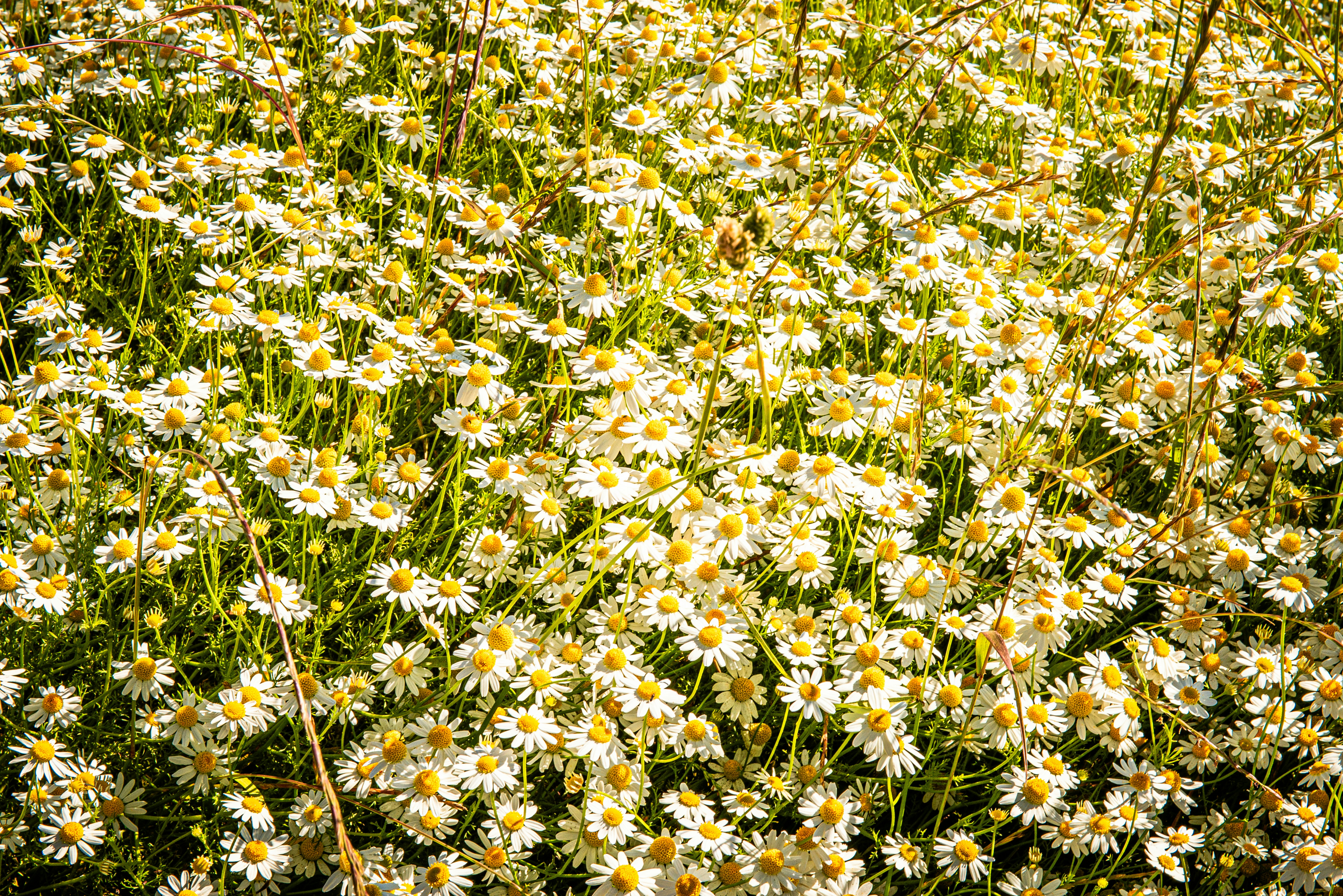 A dense field of white chamomile flowers with yellow centers in bright sunlight