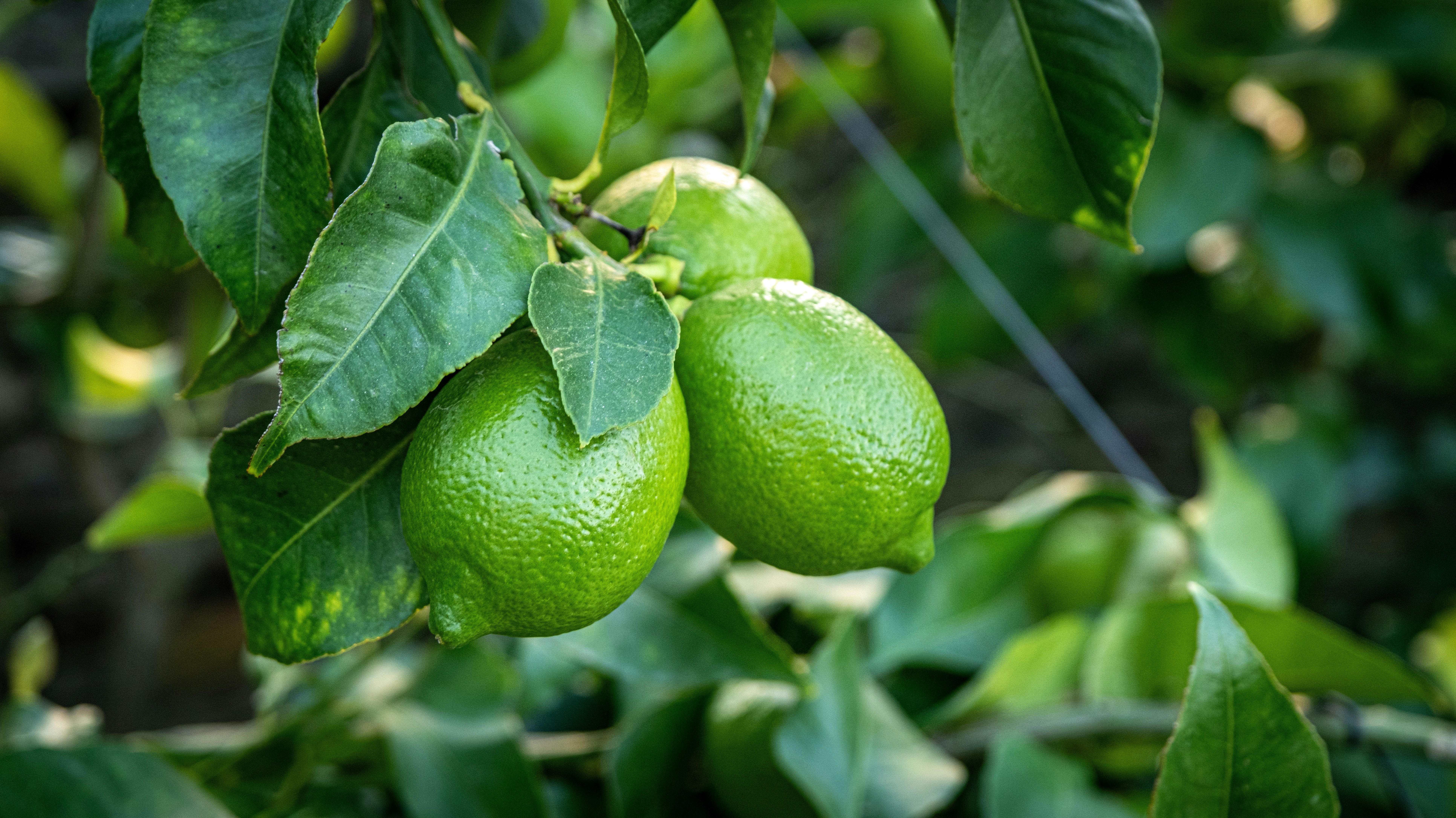 Three green limes hanging from a leafy branch in a sunlit orchard