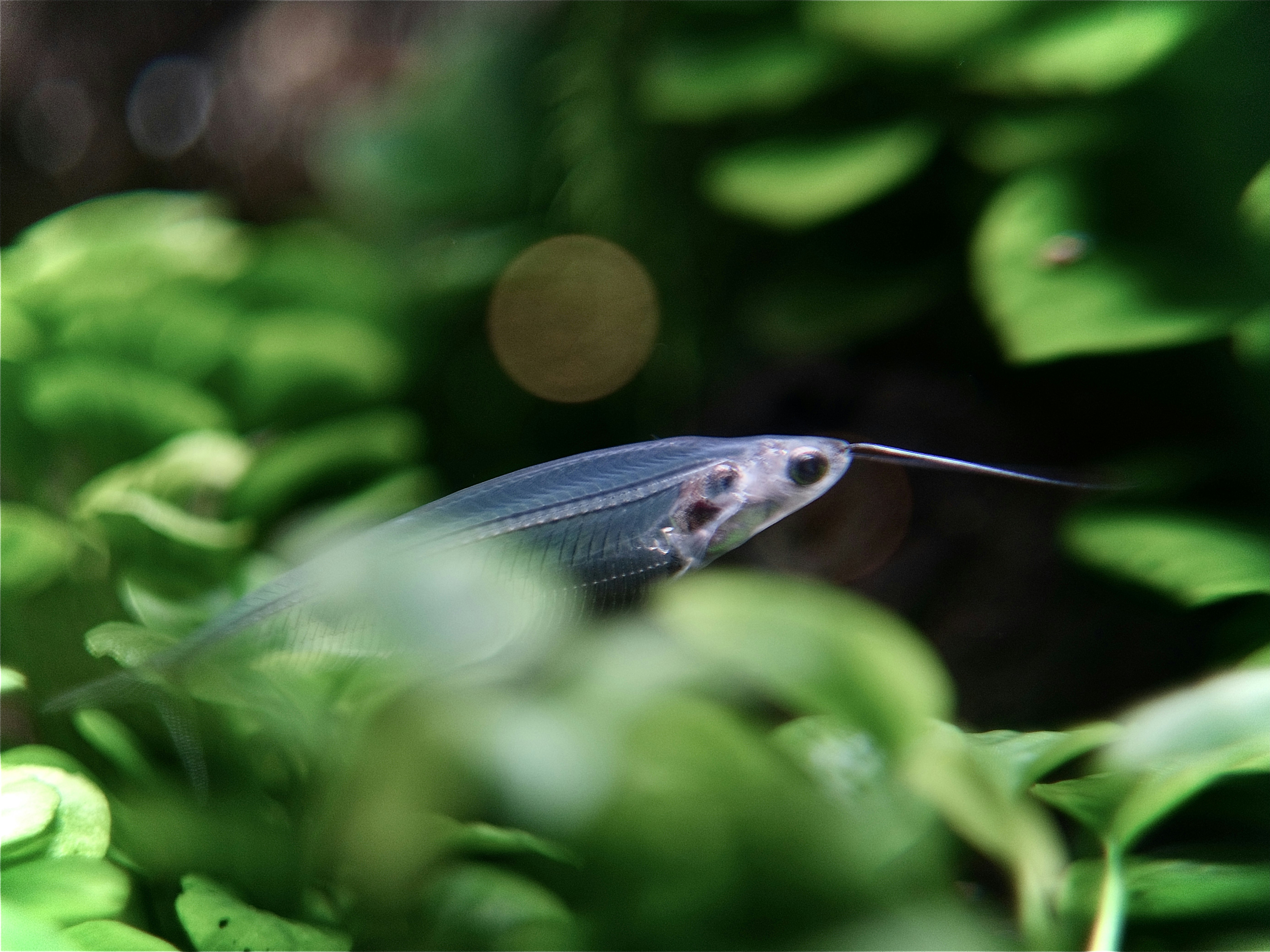 A translucent ghost catfish swimming among lush green aquatic plants in an aquarium