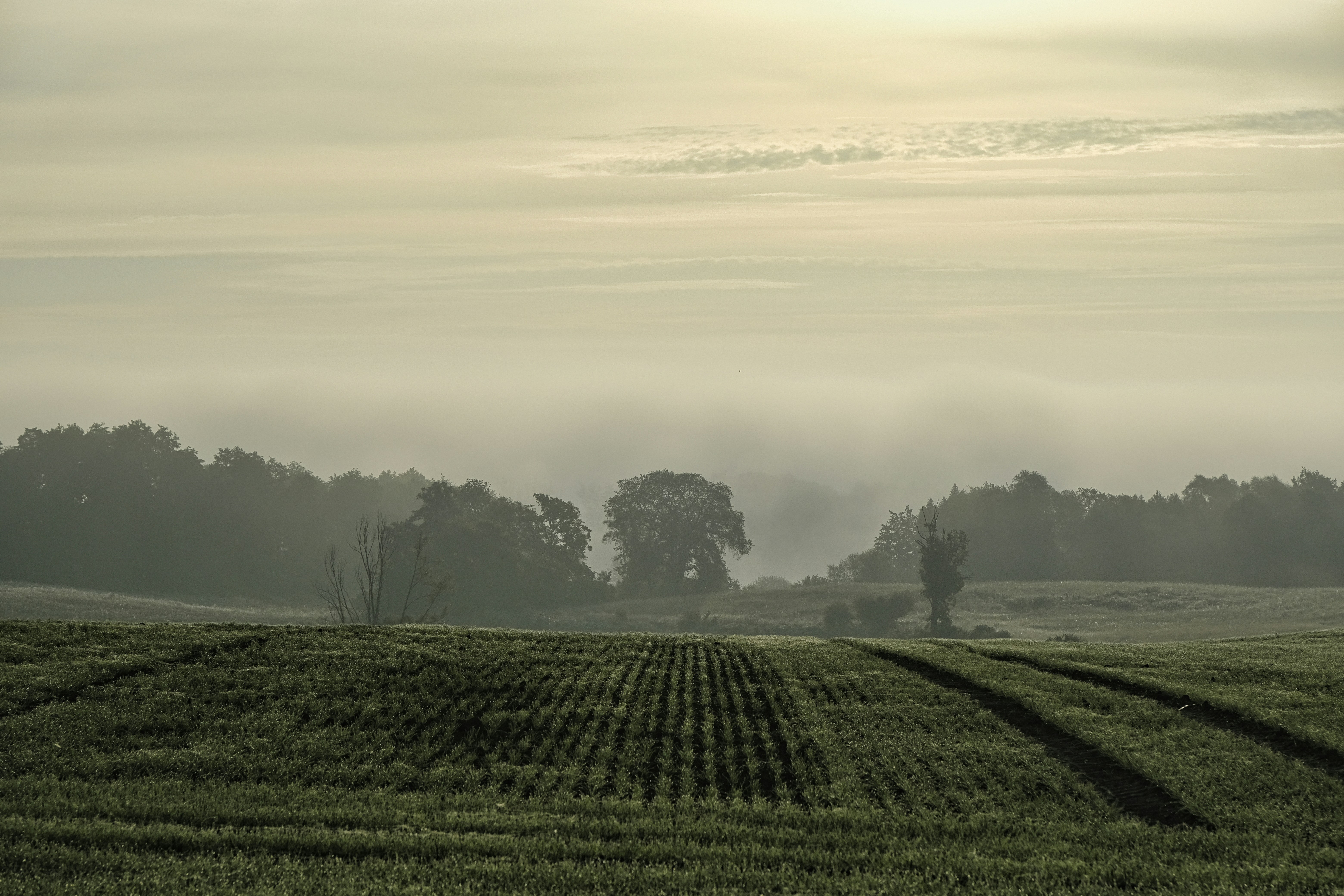 A ploughed field with tire tracks leading toward a misty forest at daybreak