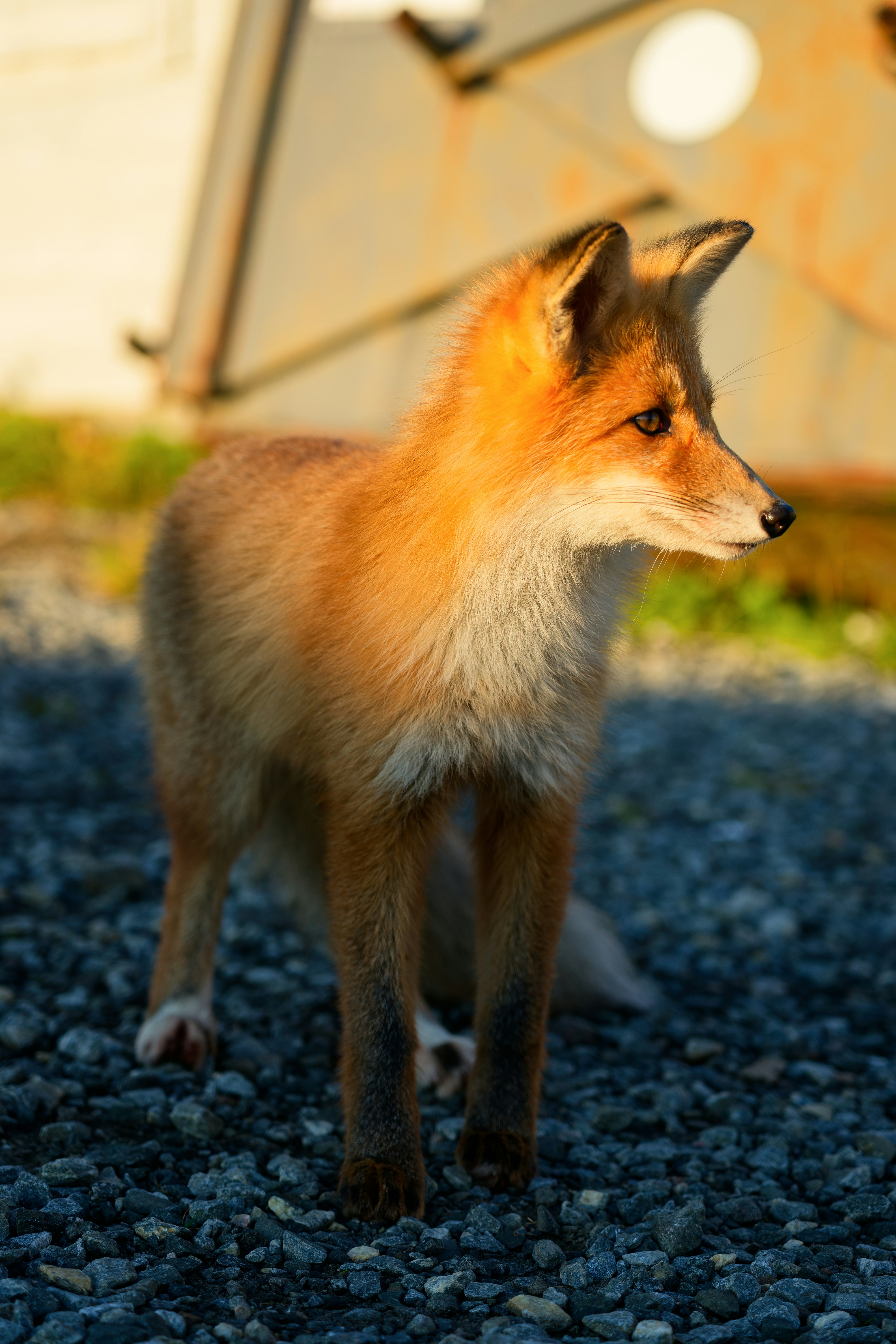 A red fox on a gravel surface in warm golden hour light