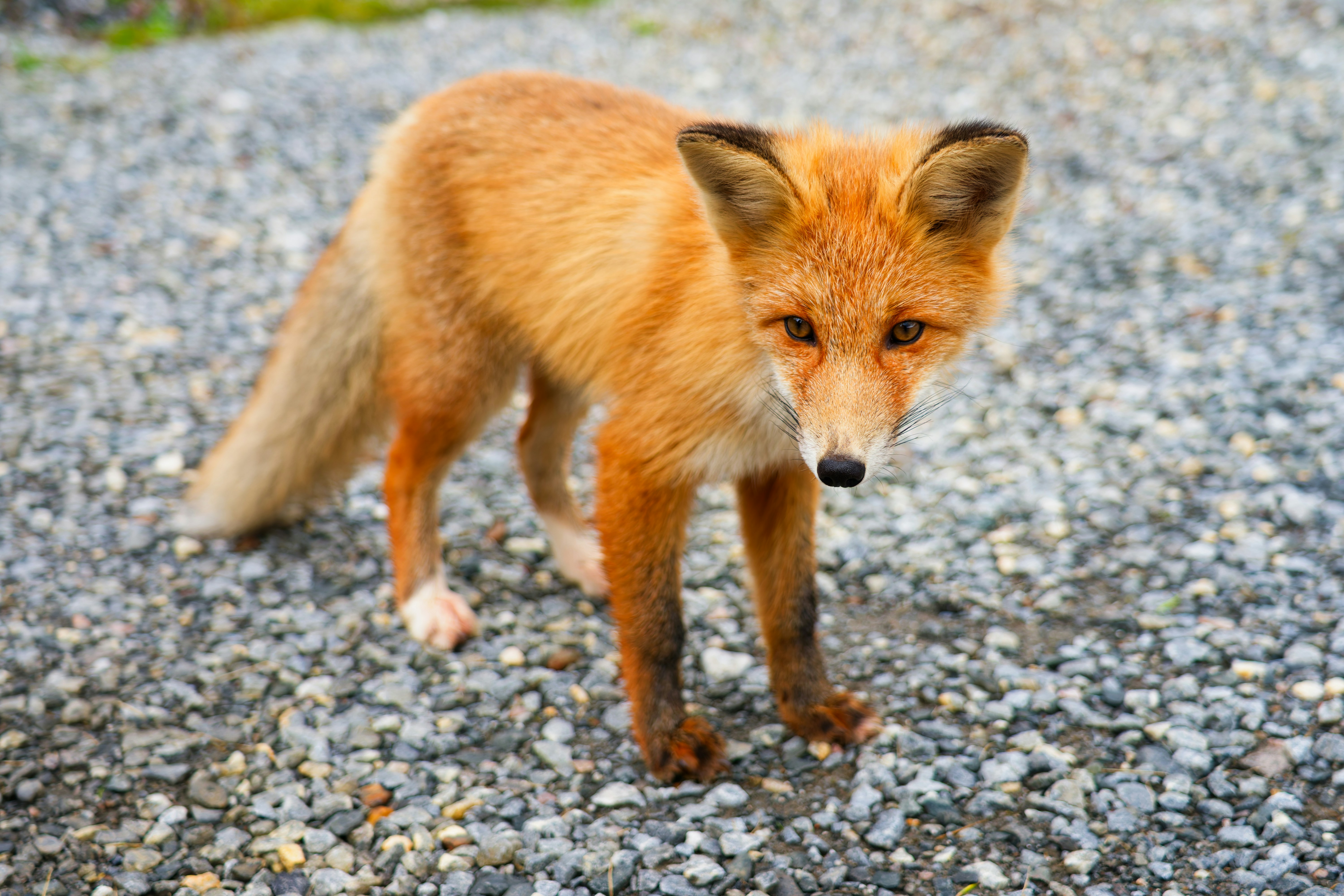 A red fox with dark ears and paws on a grey gravel surface