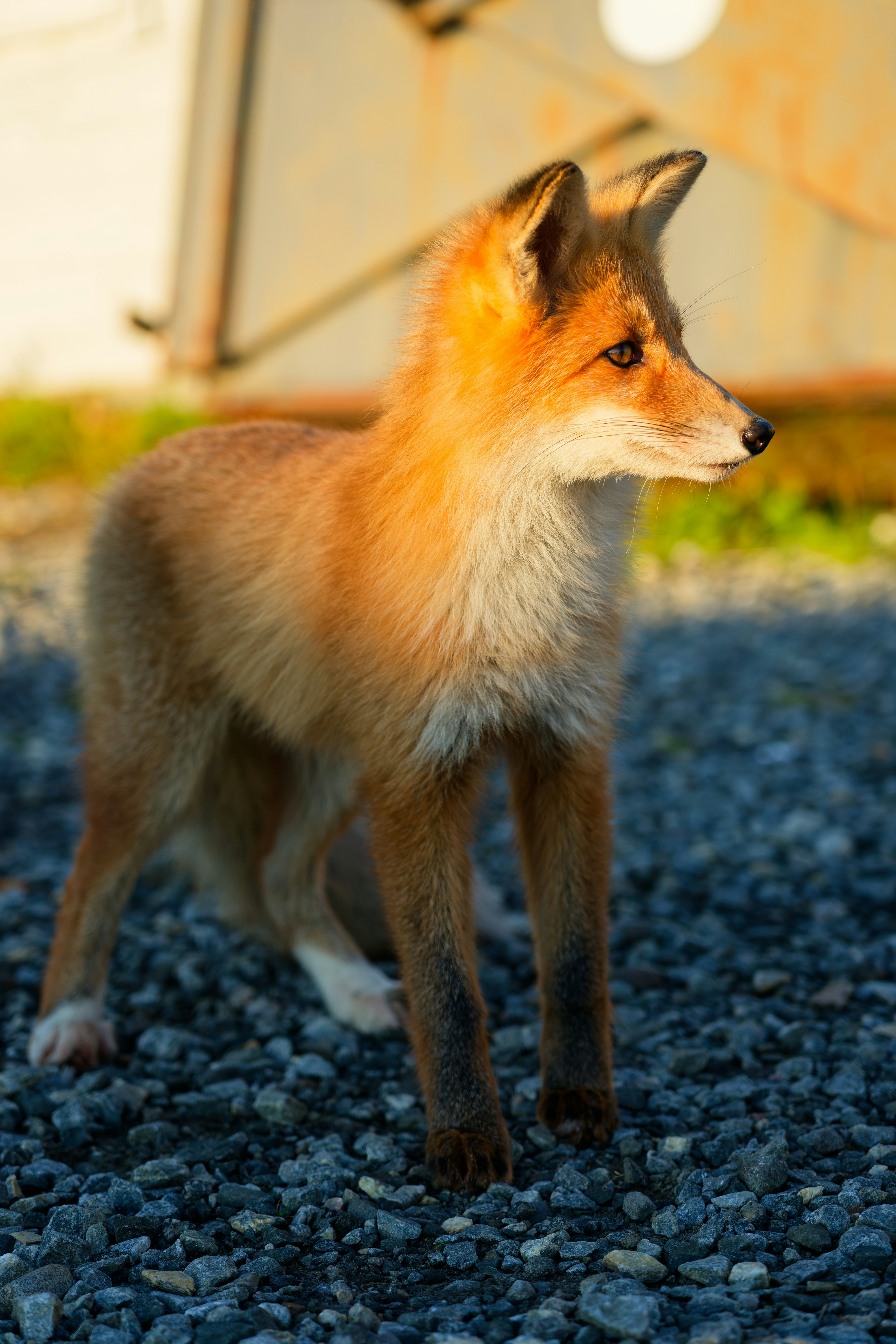 A red fox standing on grey gravel in warm golden hour light