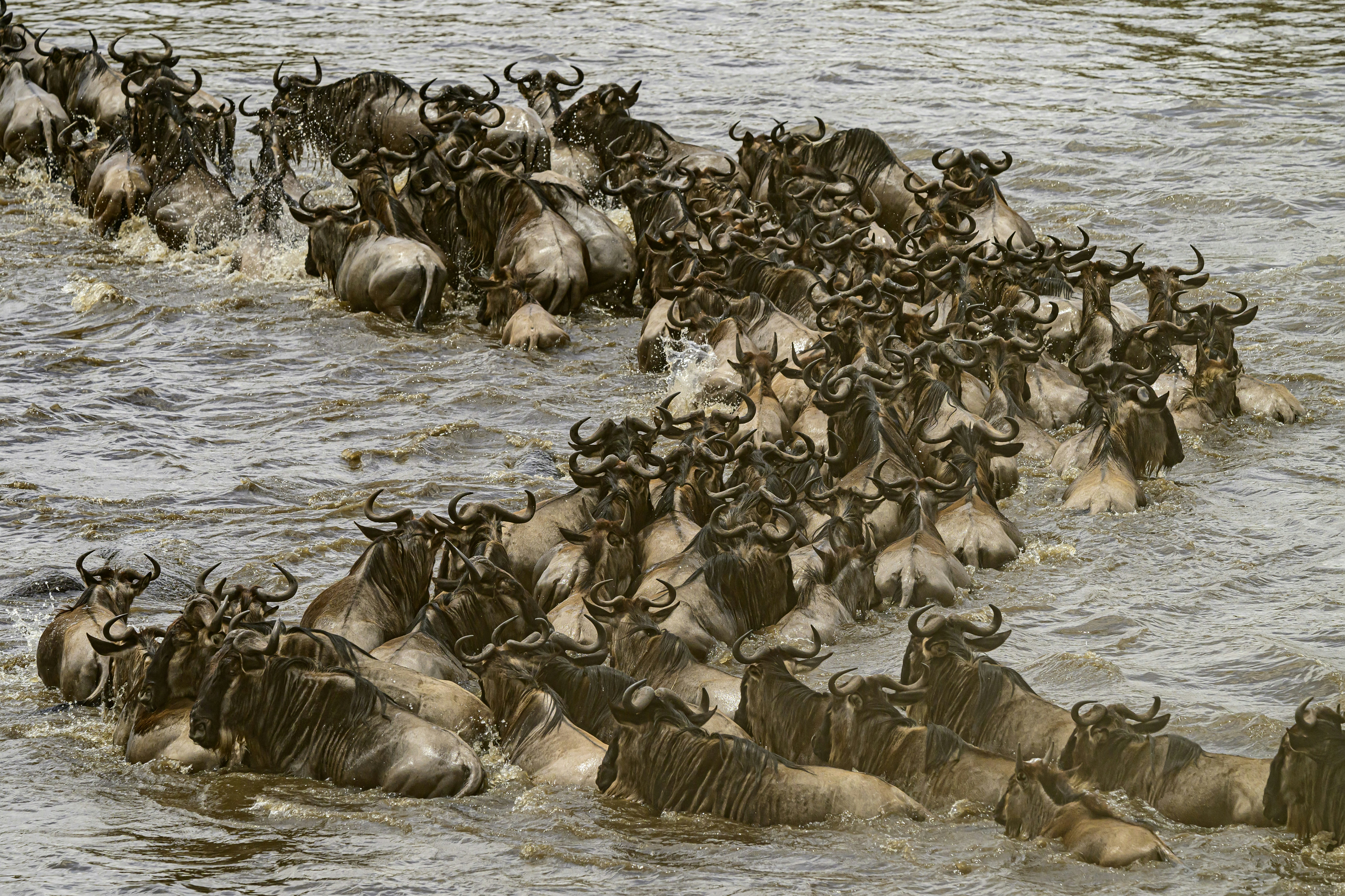 El cruce del río Mara – Masái Mara