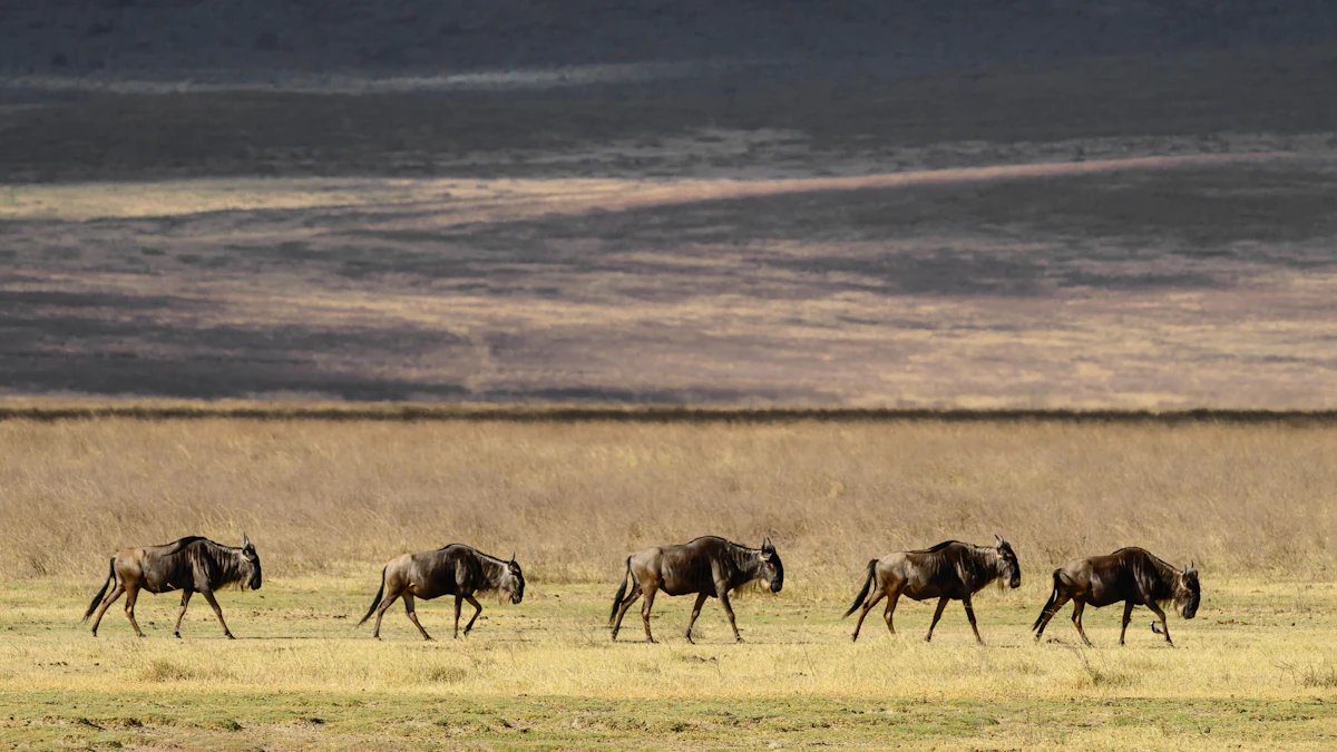 Wildebeest crossing the Serengeti plains, Tanzania