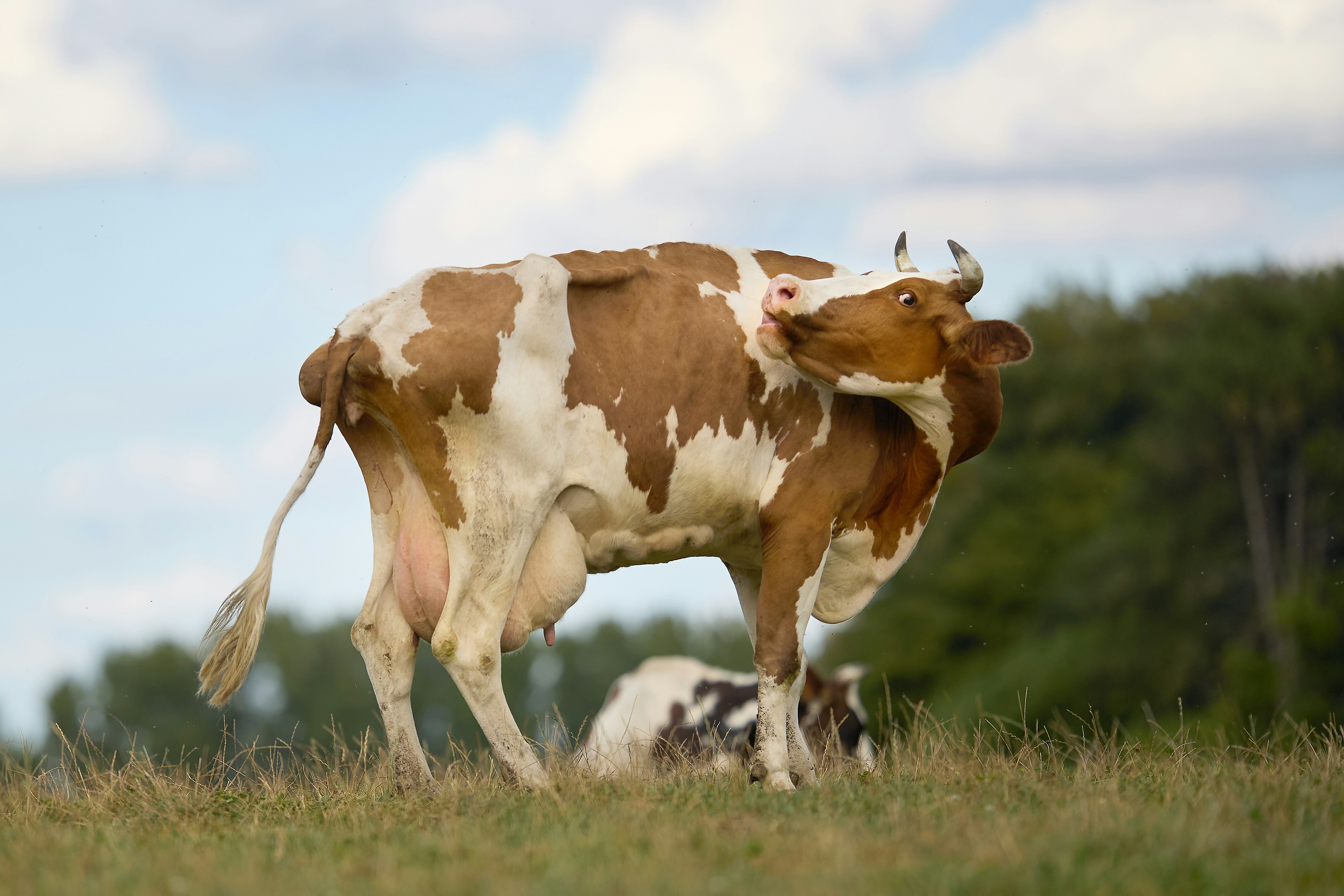 A brown and white cow turning its head in a grassy field