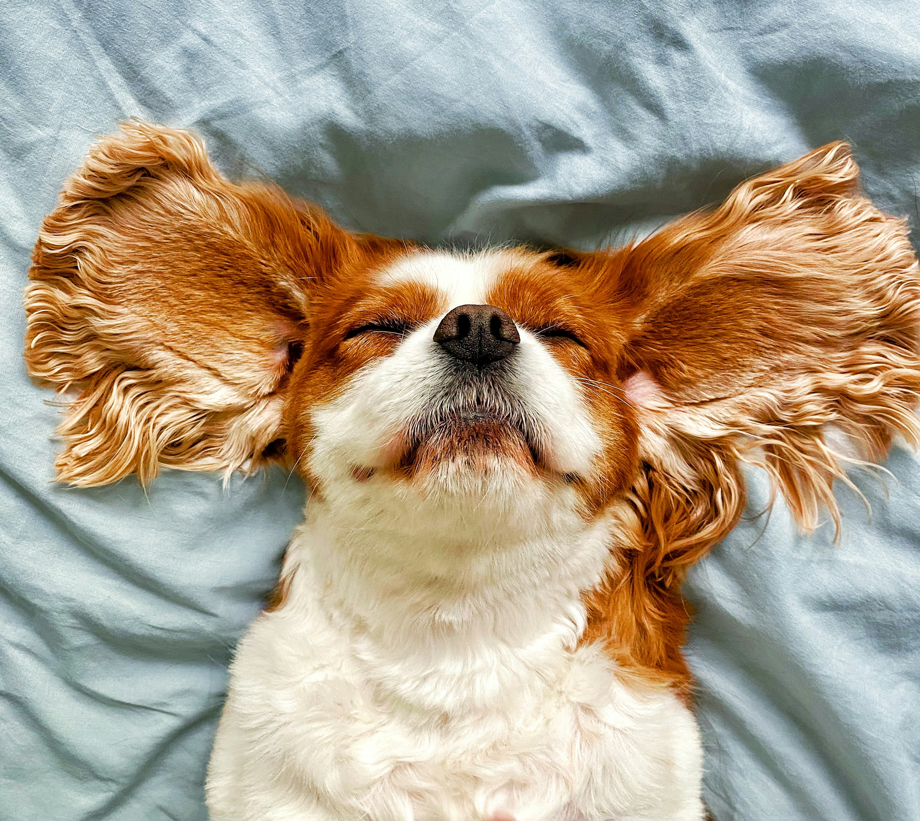 A Cavalier King Charles Spaniel with long ears spread out on a blue blanket
