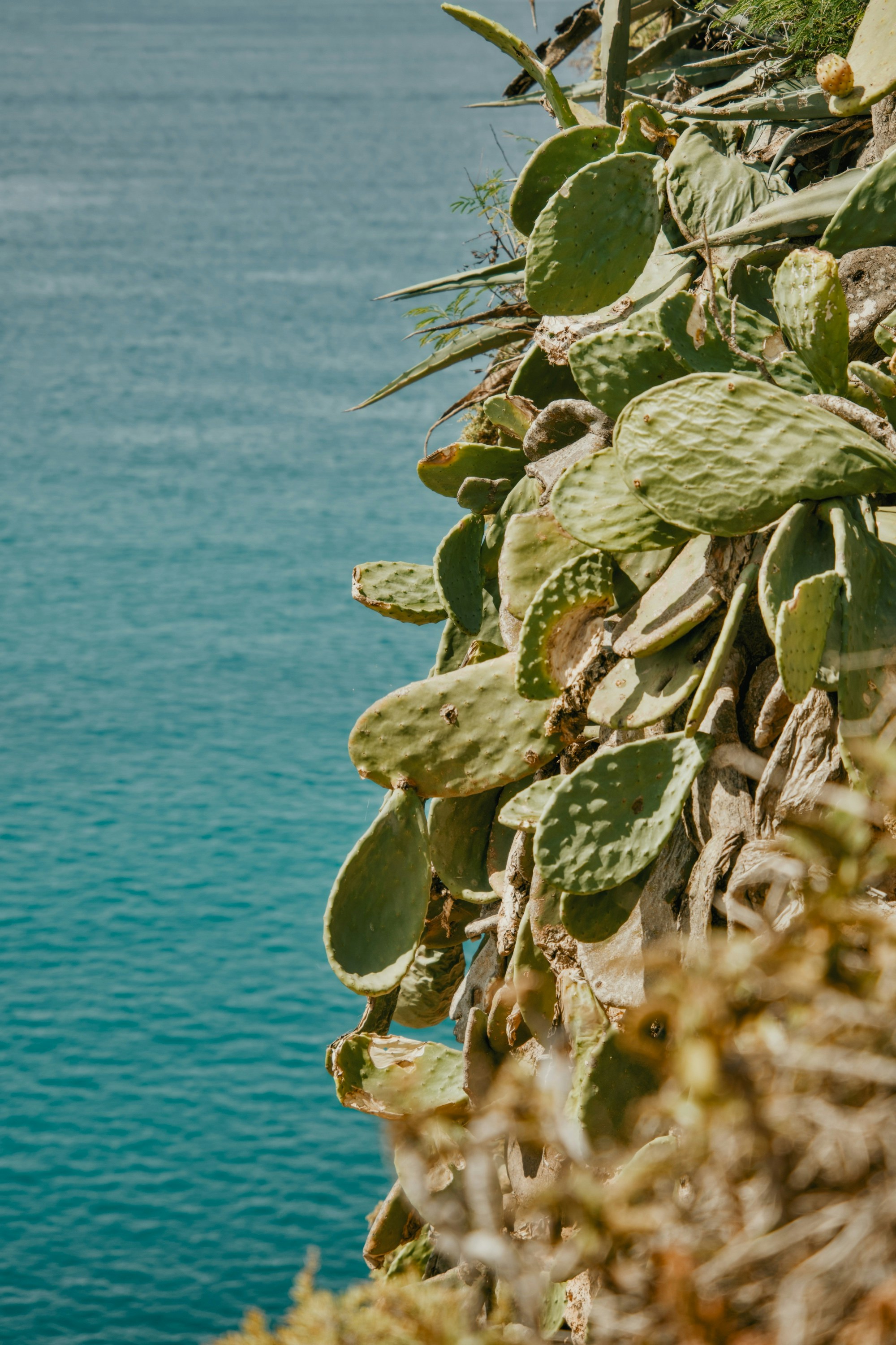 Prickly pear cactus pads growing on a cliffside above the blue sea