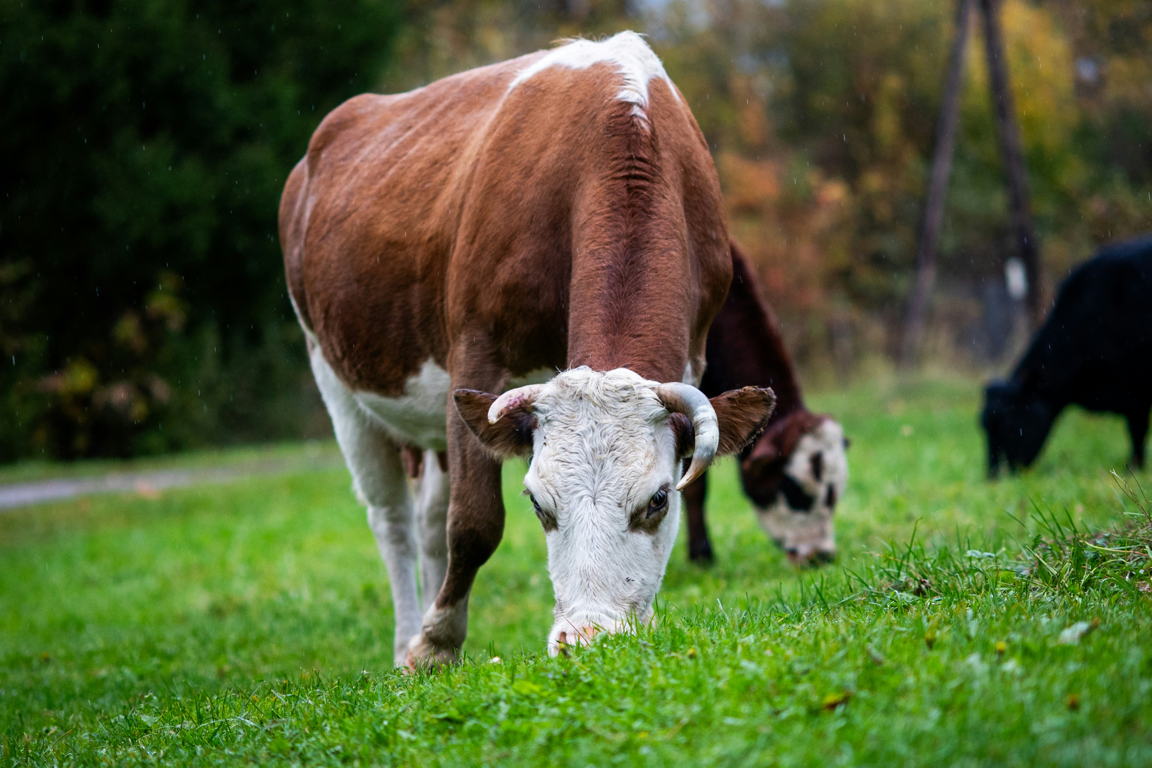 A brown and white cow grazing on a green pasture with other cows