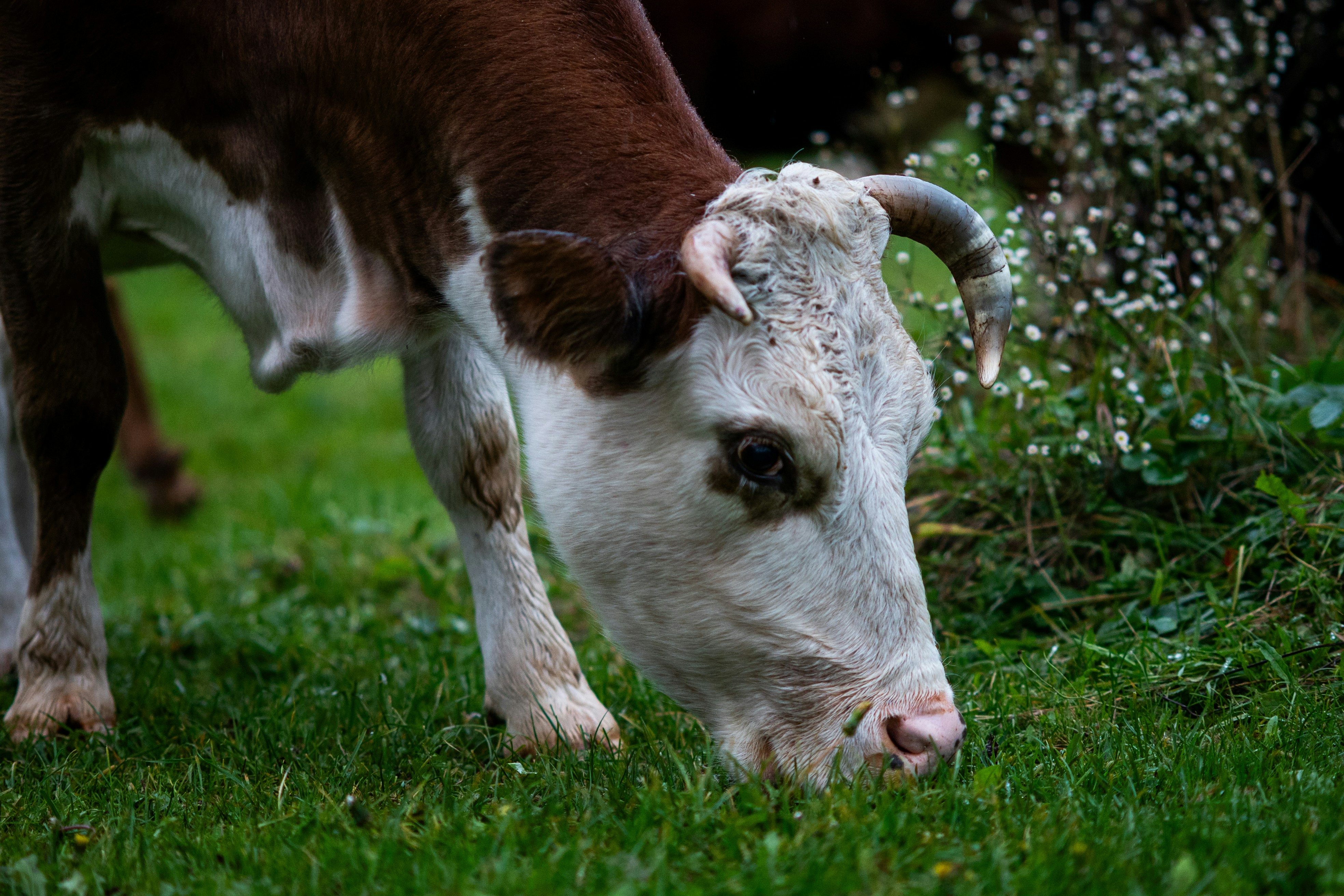 A brown and white cow grazing on green grass in a meadow