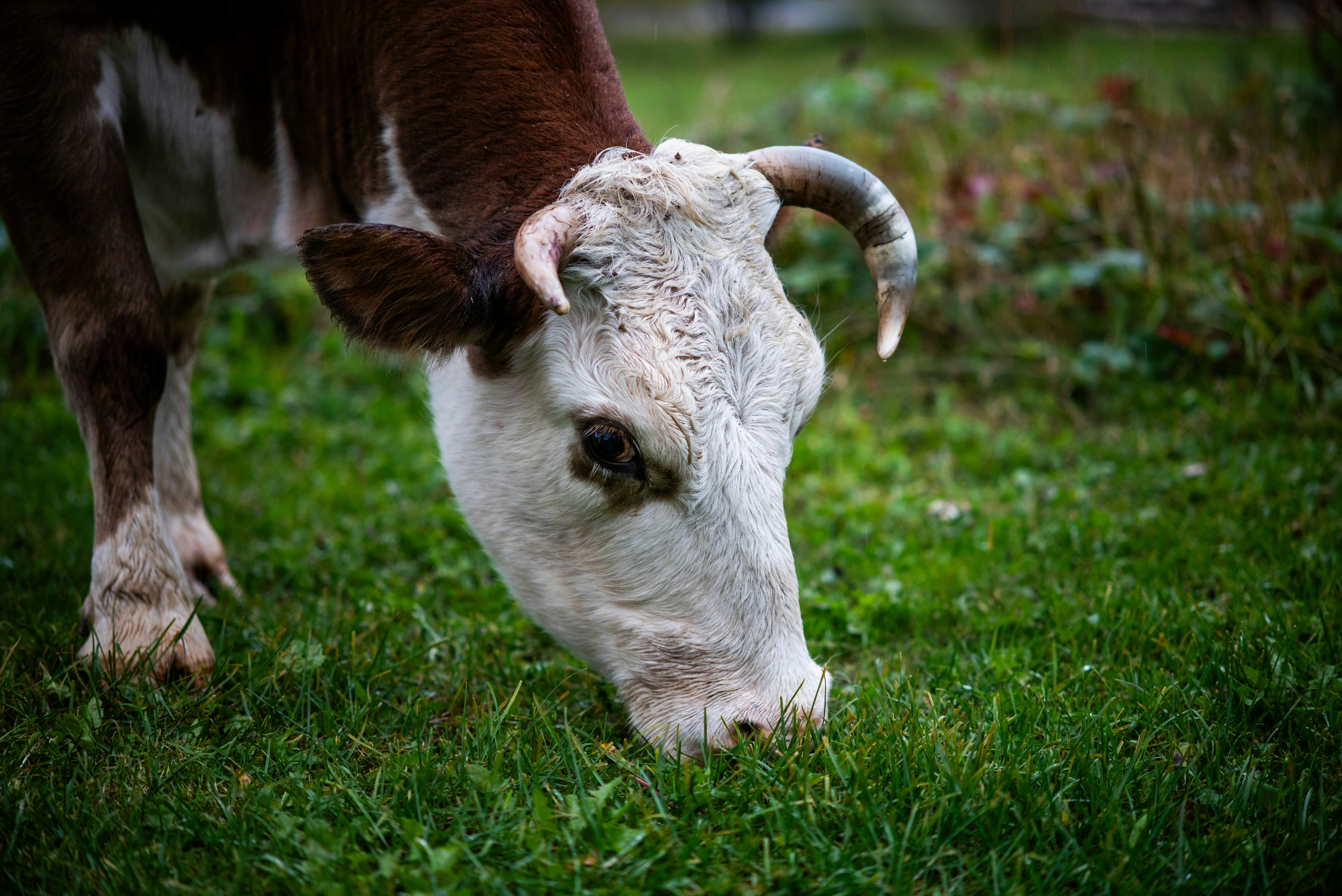 A brown and white cow with curved horns grazing on green grass