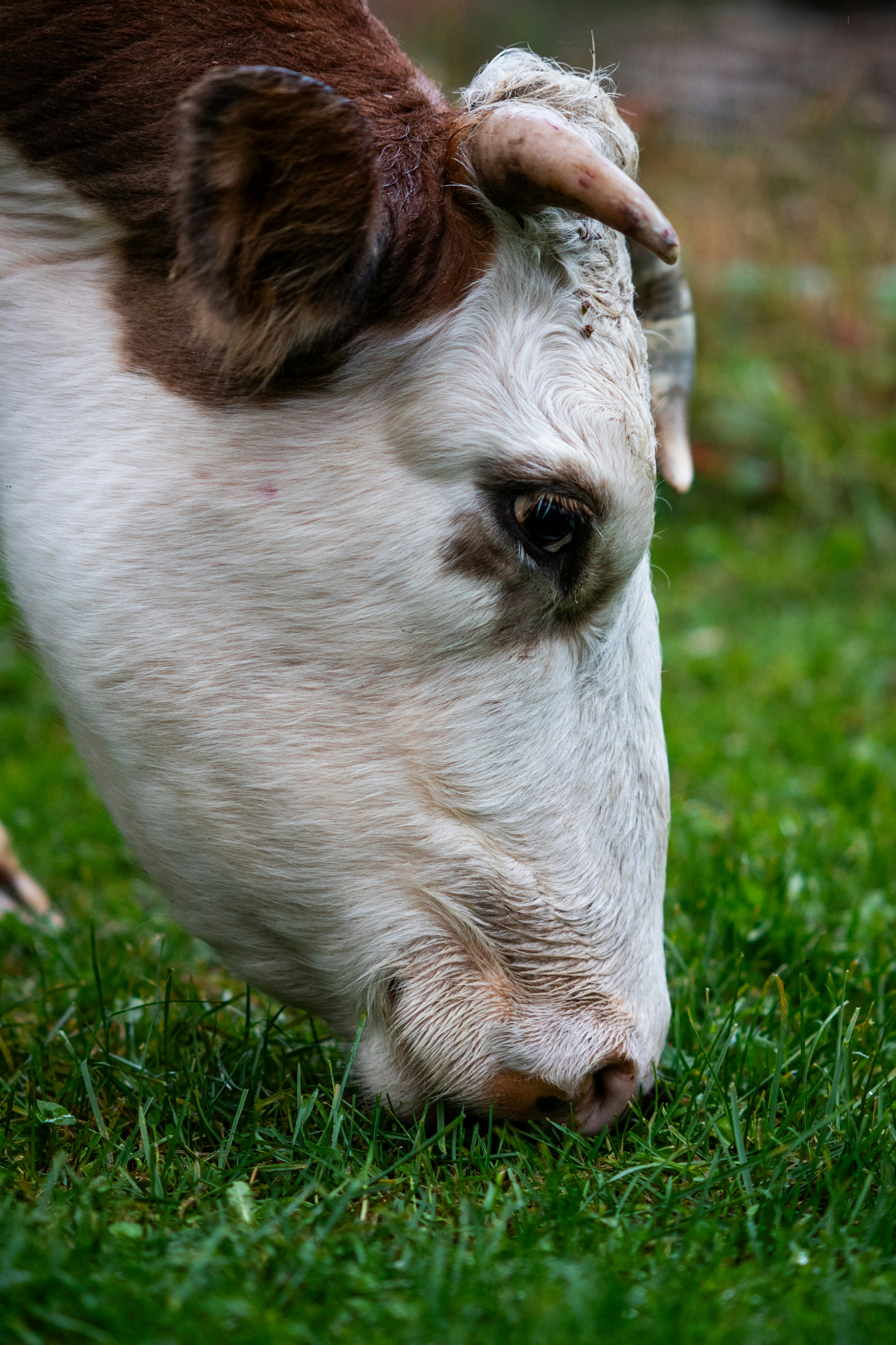 A white and brown cow grazing on green grass in a field