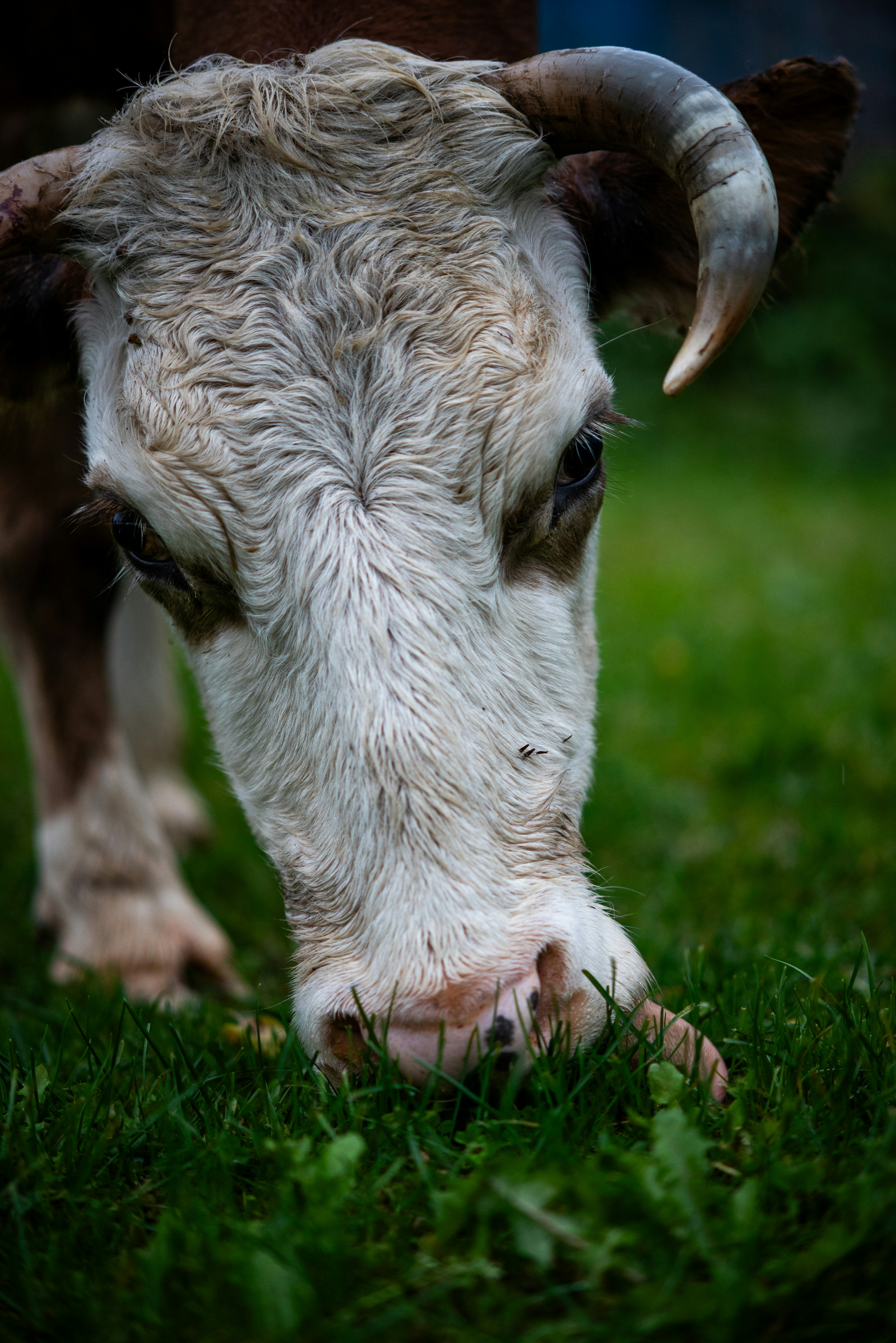 Une vache blanche et brune aux cornes courbées paîtant sur l’herbe verte