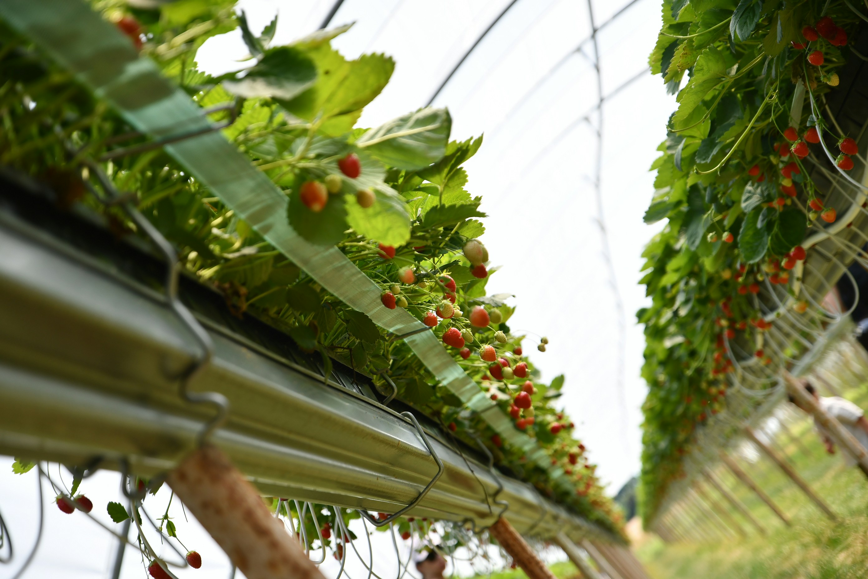 Filas de plantas de fresa creciendo en un invernadero con bayas rojas colgando