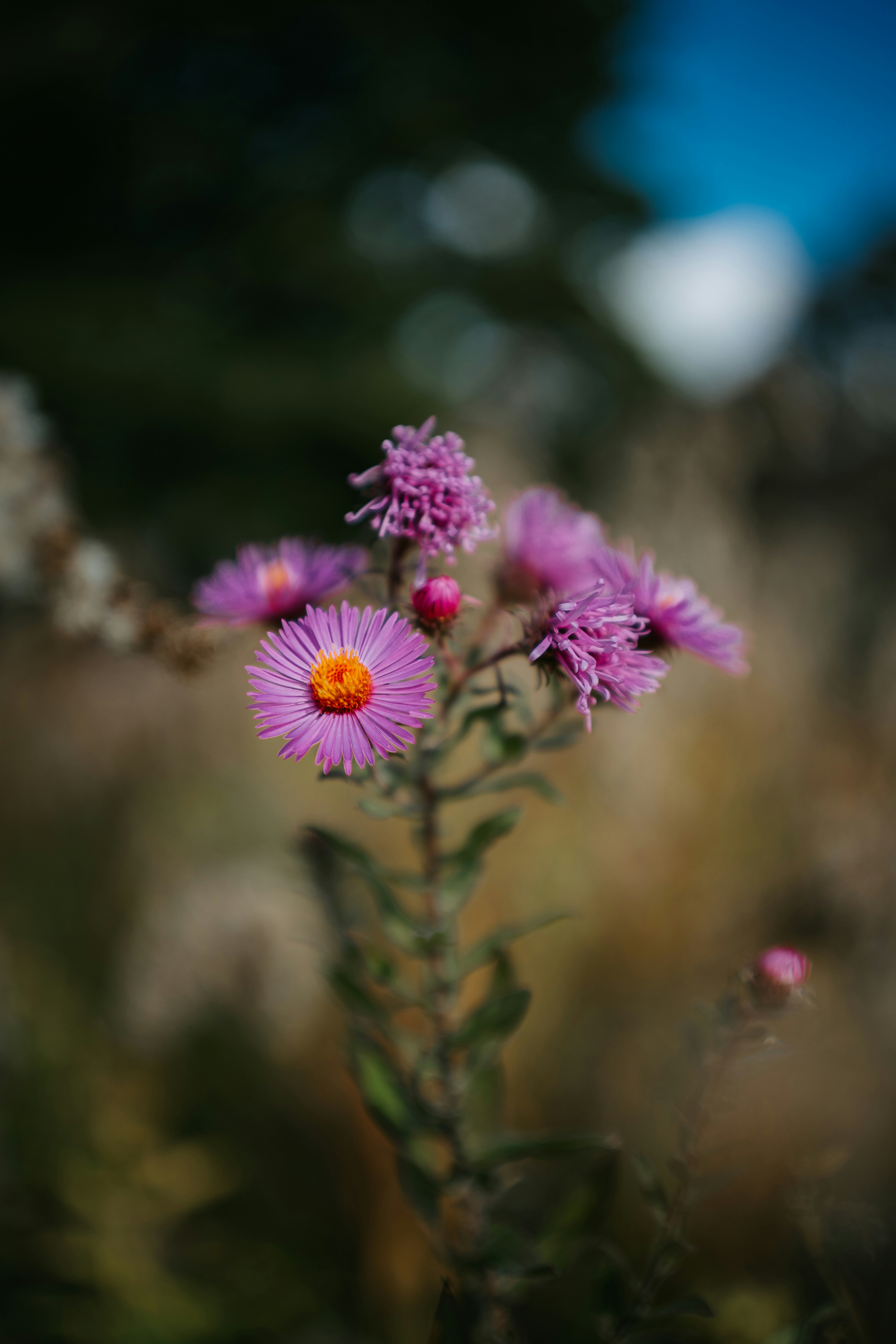 Purple aster flowers with yellow centers on a stem against a blurred background