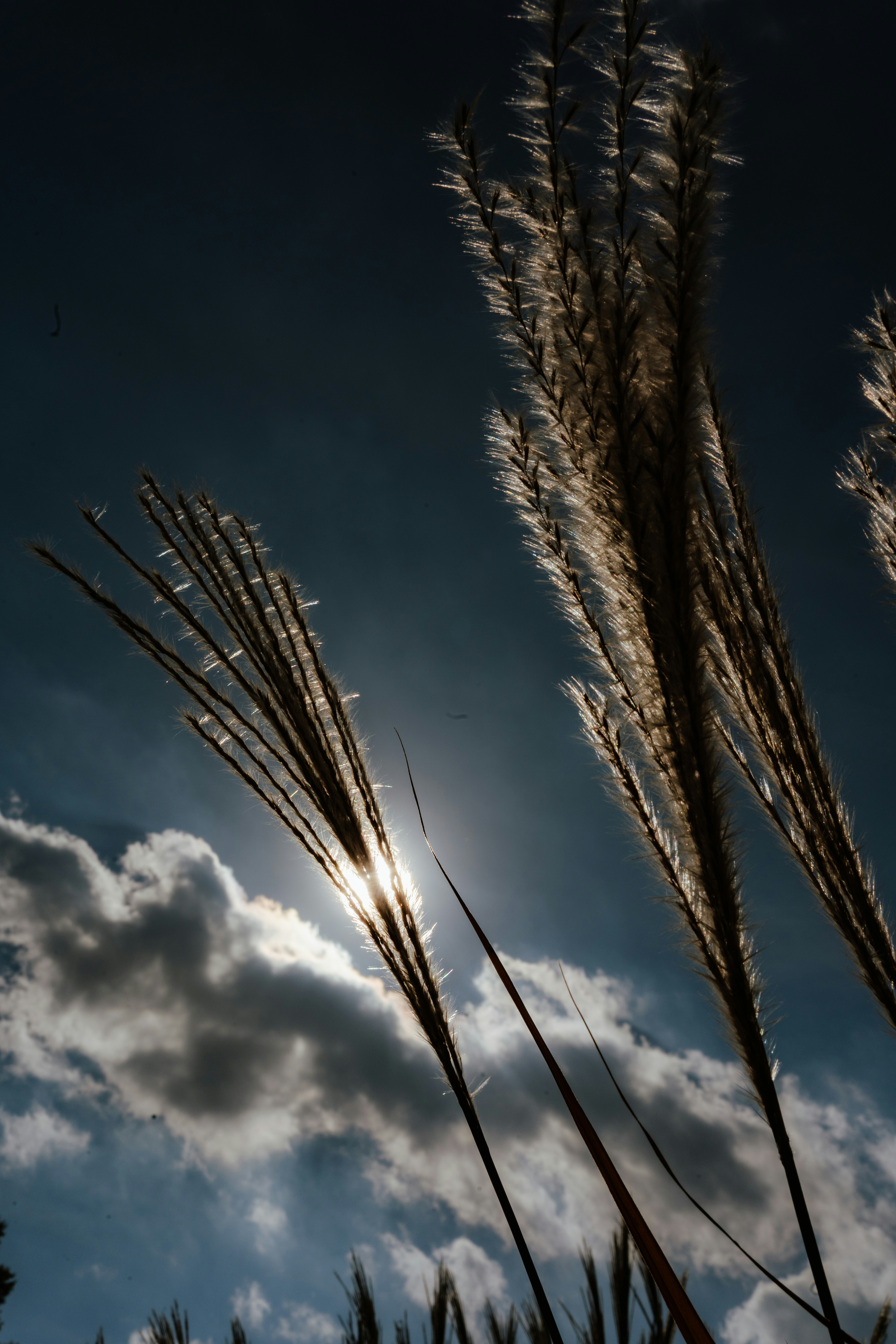 Backlit feathery grass plumes against a dark blue sky with low sun