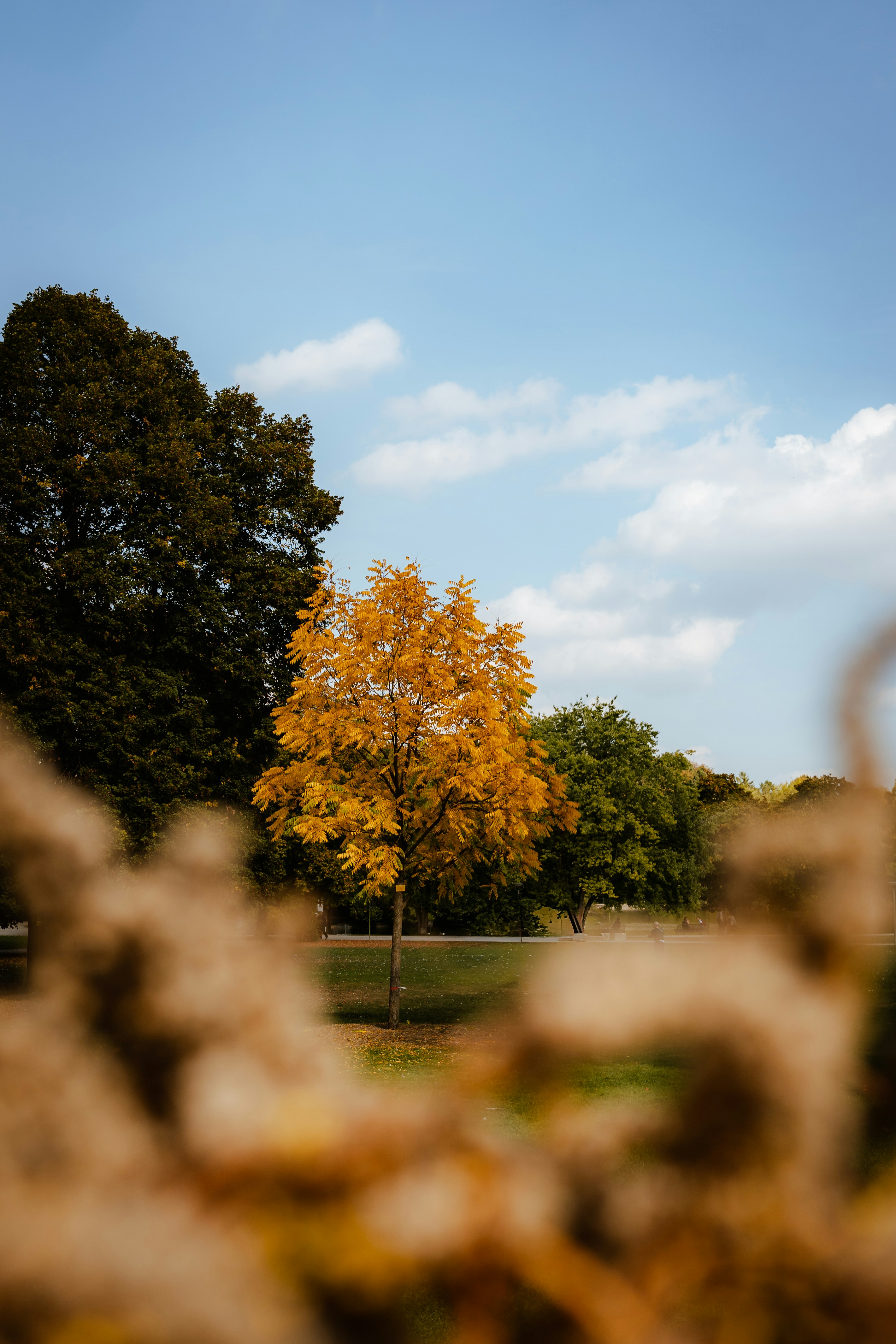 A single tree with vibrant yellow autumn leaves in a park under blue sky