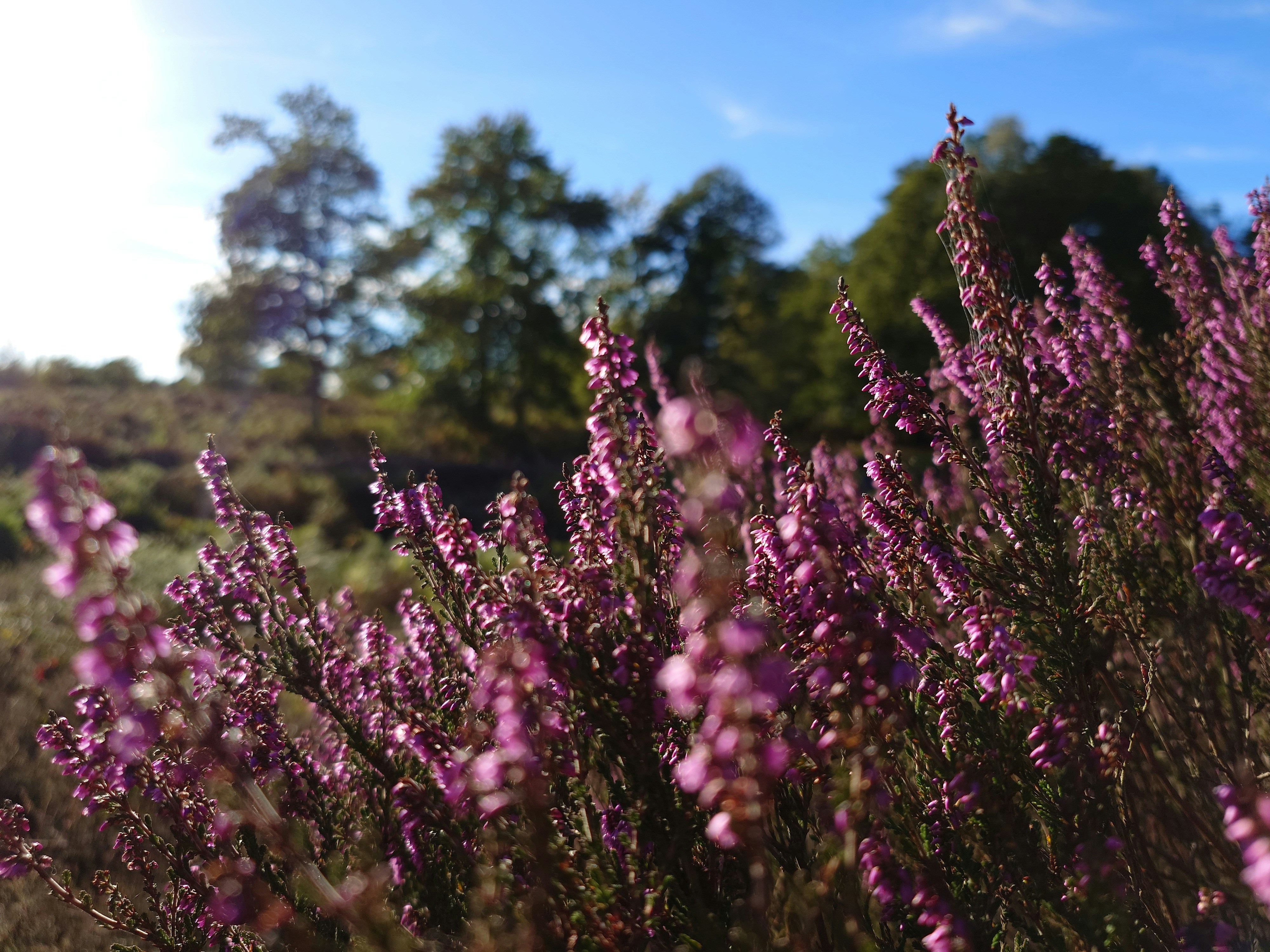 Purple heather flowers in a field under a bright blue sky