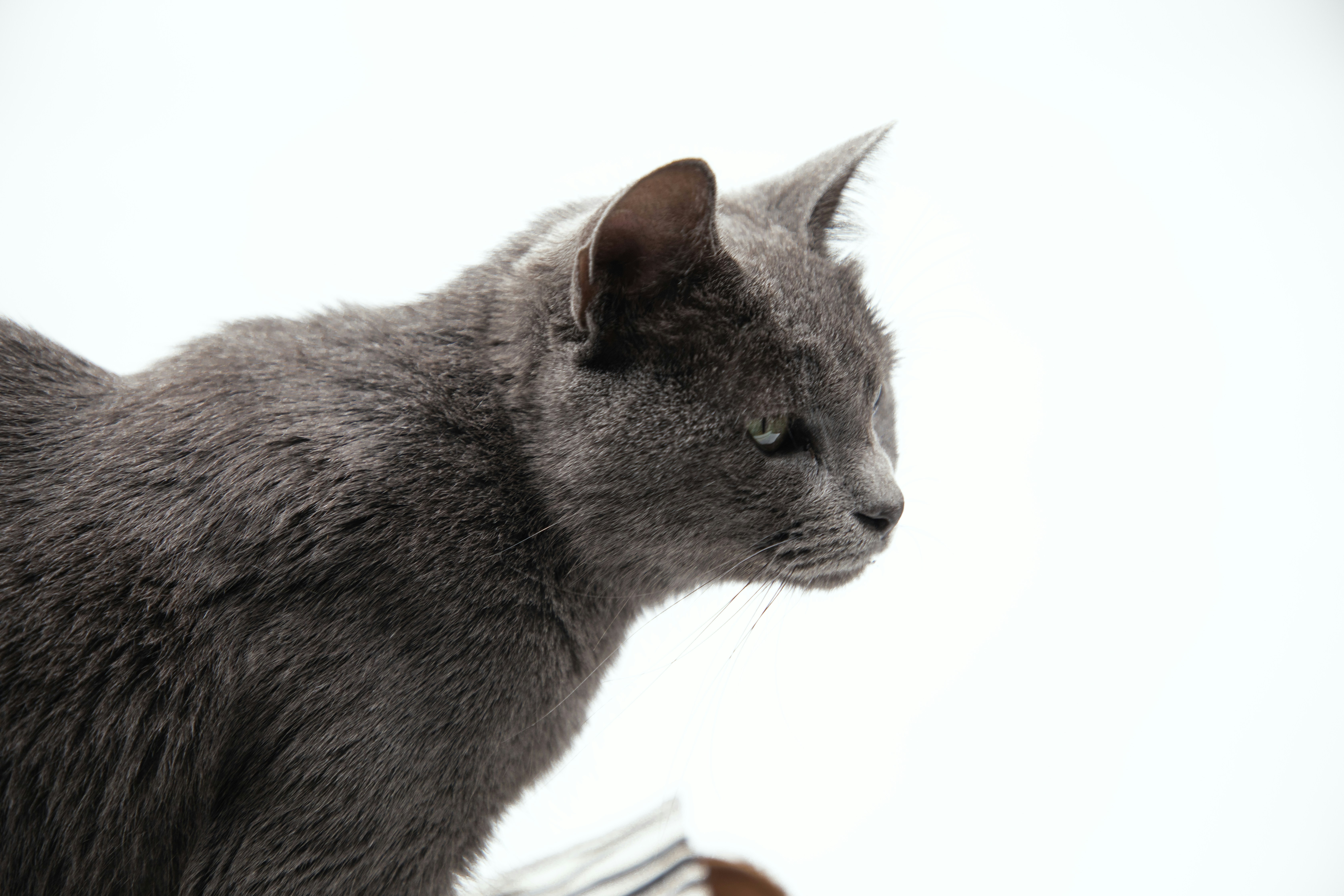 Grey cat in profile - Free Photo on Unsplash