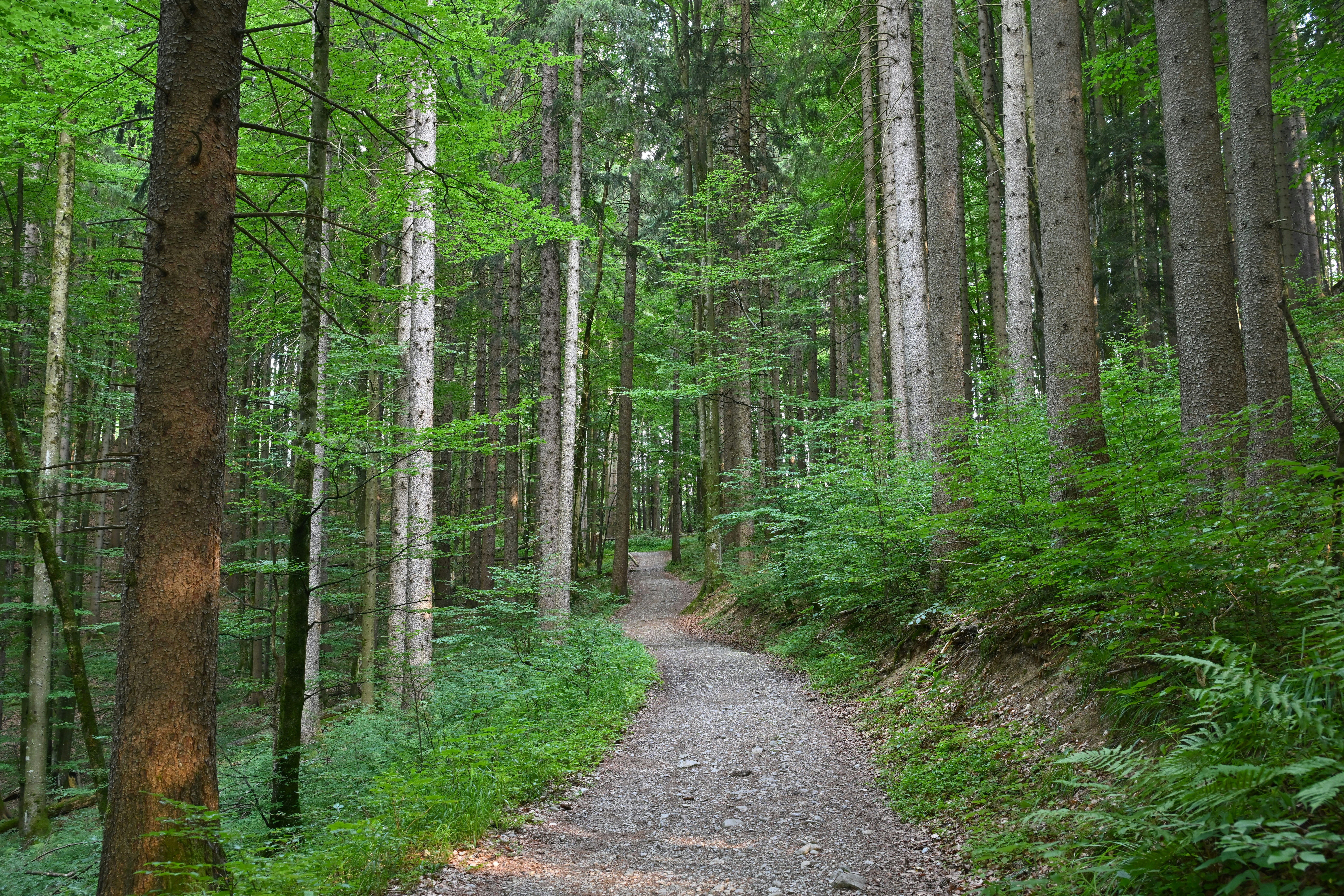 A gravel path winding through a dense forest of tall green trees