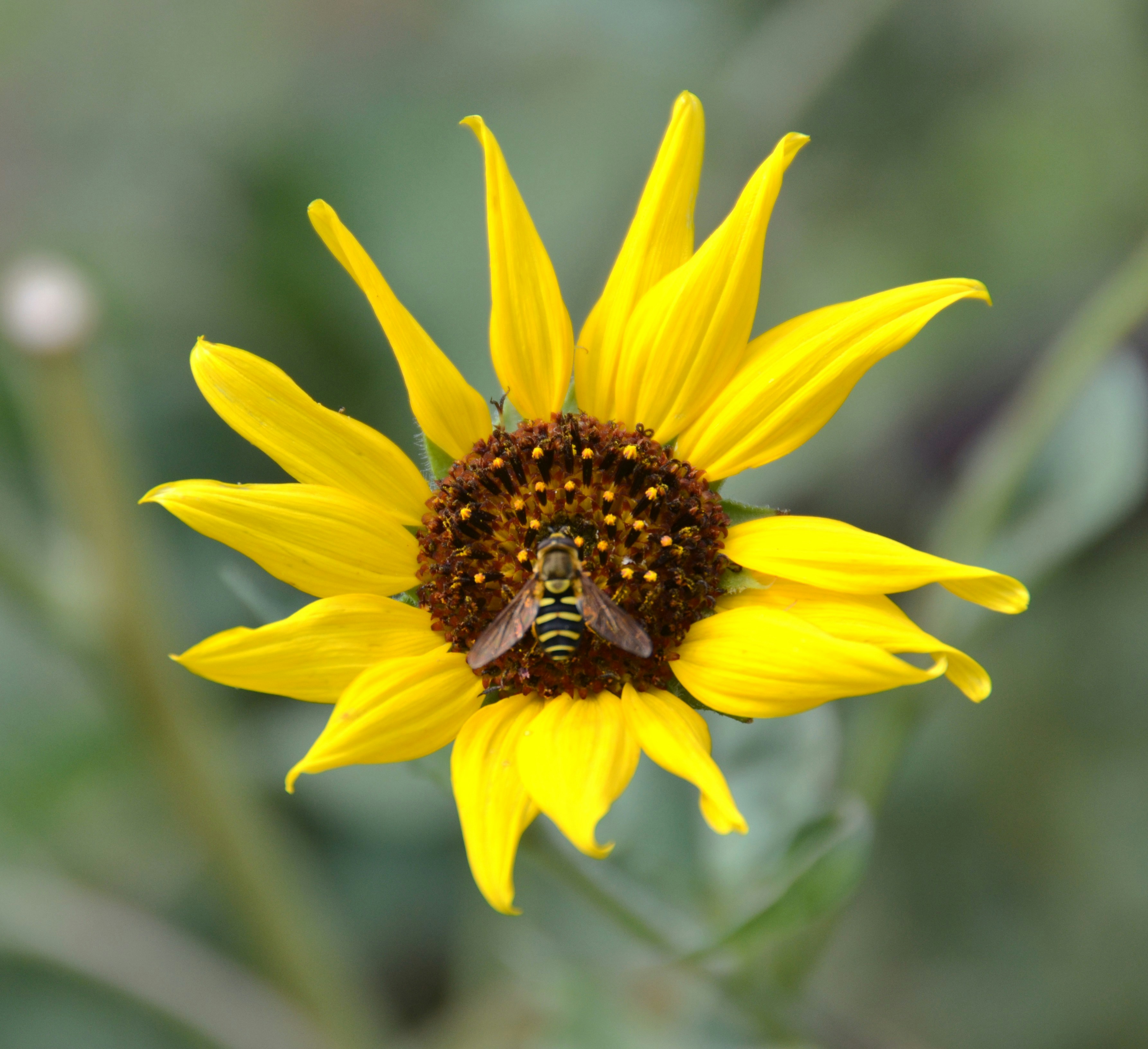 A hoverfly on the dark brown center of a bright yellow sunflower
