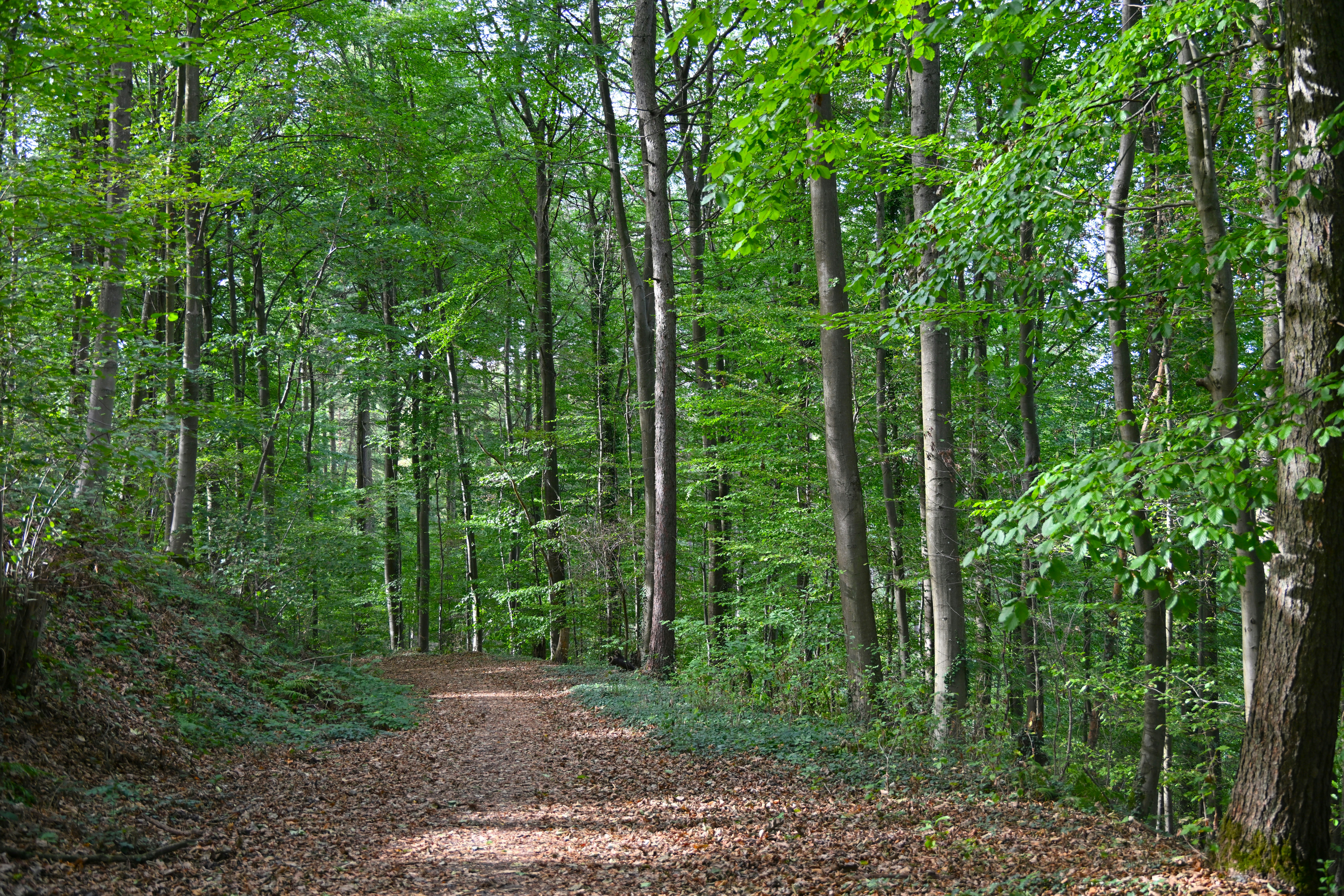 A dirt path covered in fallen leaves winding through a dense green forest