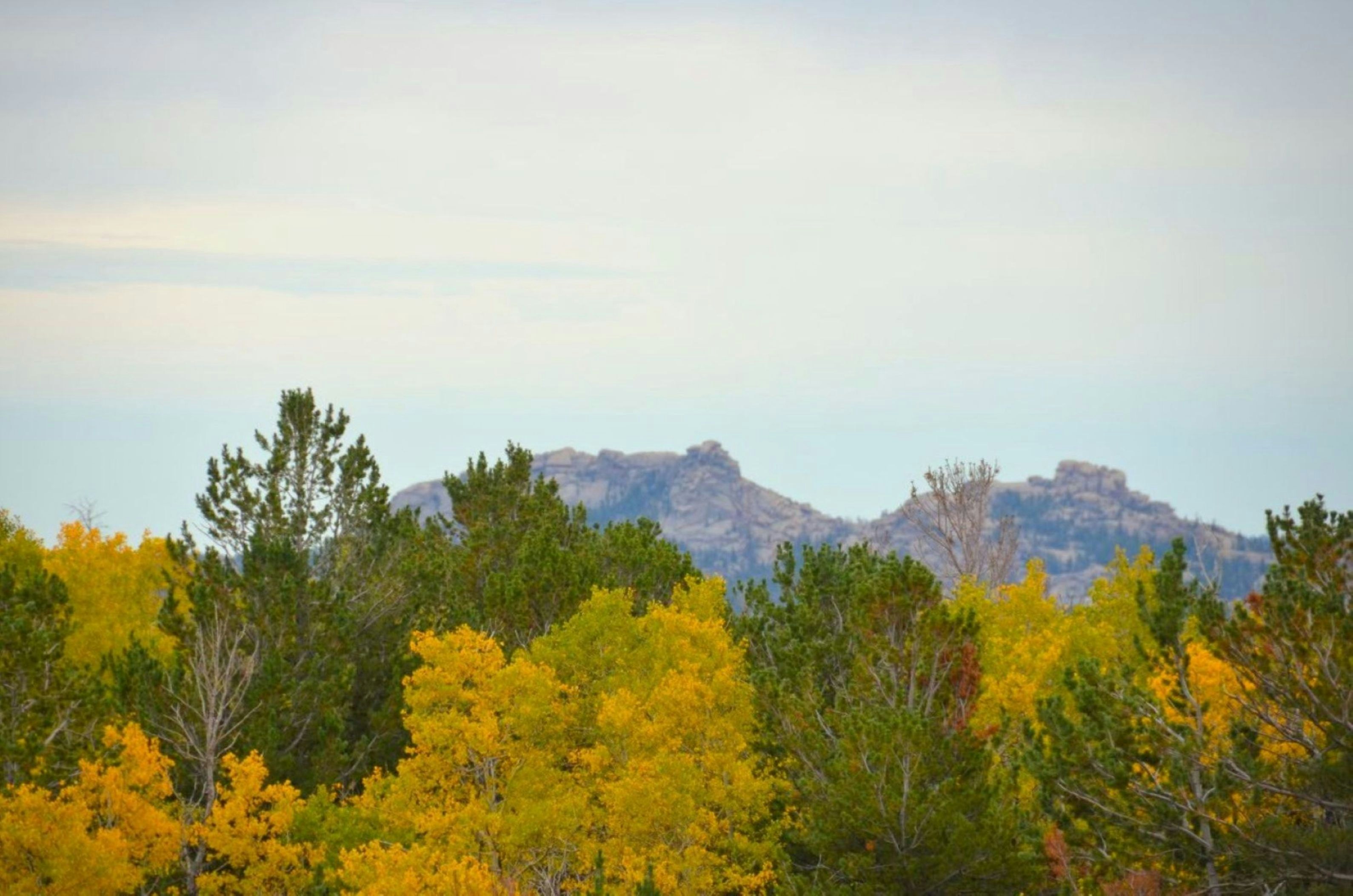 Yellow and green autumn trees in front of distant rocky mountain peaks