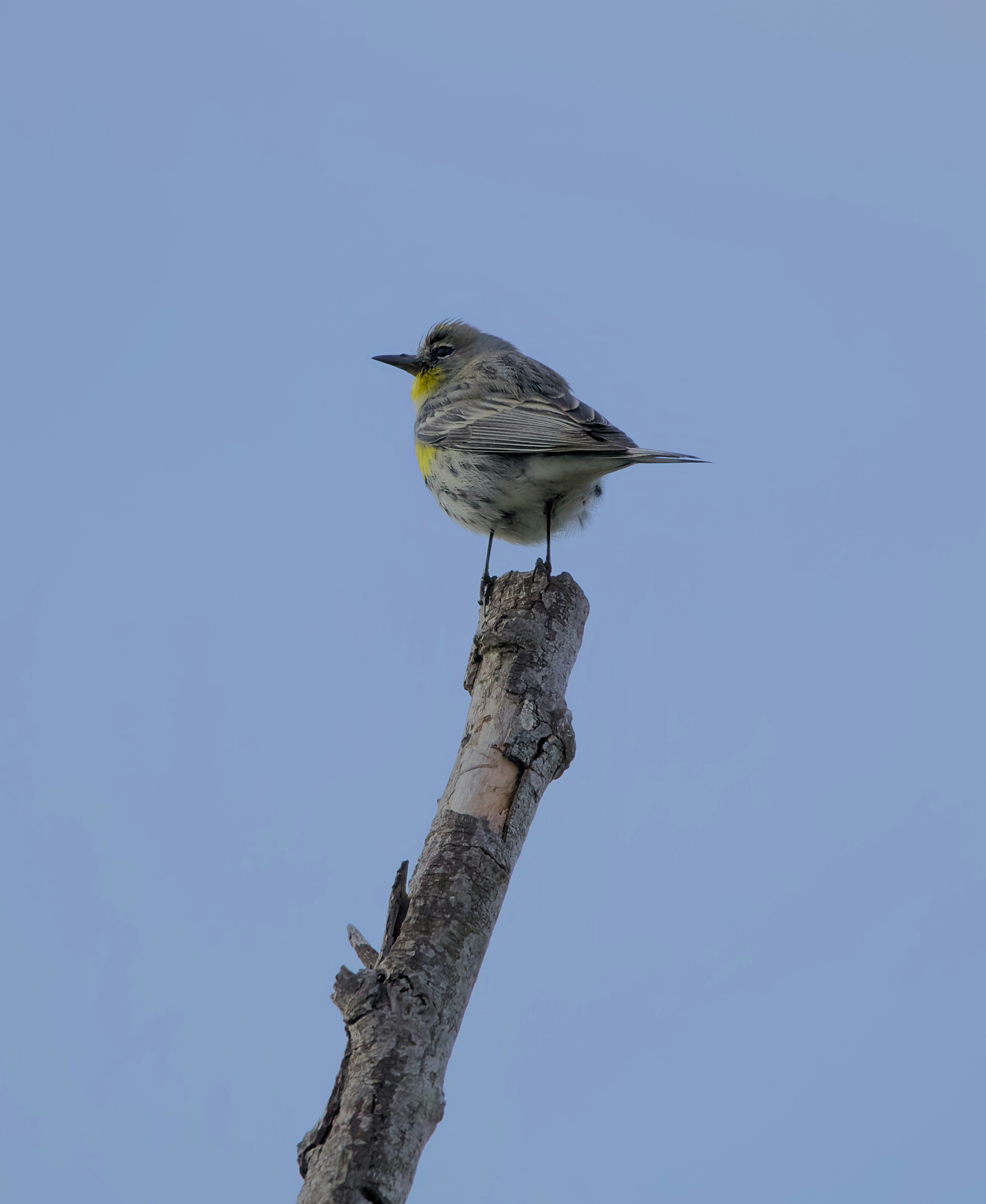 黄色い喉の羽を持つ小さな鳥が、風化した木の枝に止まっていた