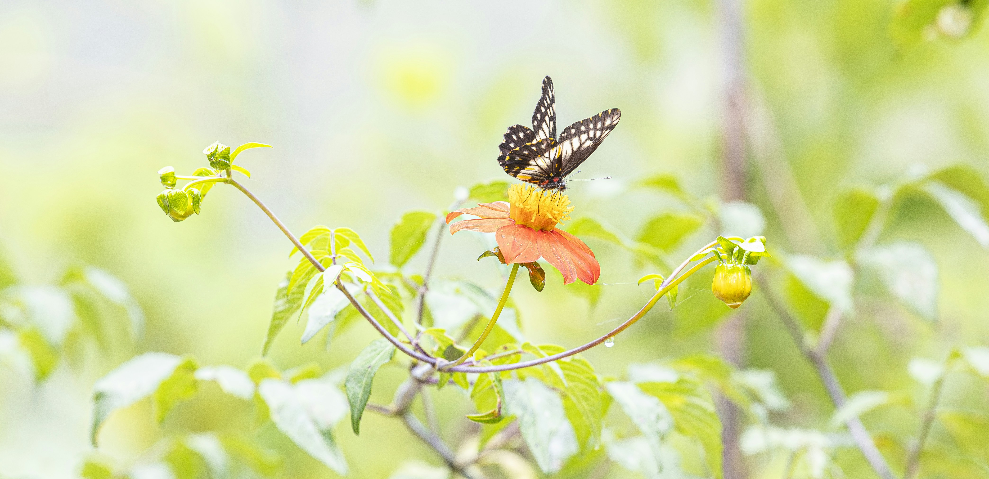 Uma borboleta preta e amarela empoleirada em uma flor laranja brilhante em um jardim