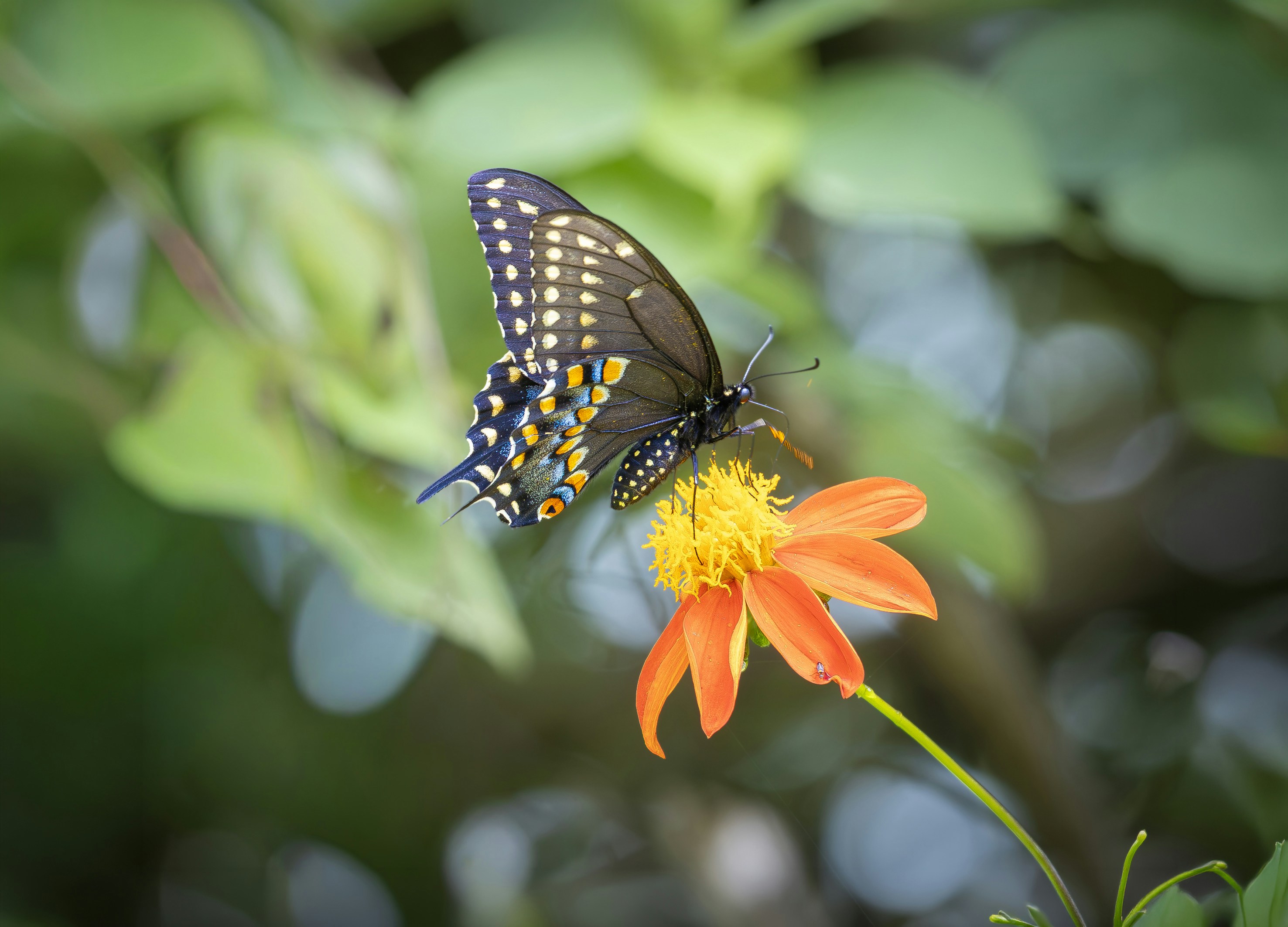 Uma borboleta-rabo-de-andorinha-preta empoleirada em uma flor laranja brilhante contra um fundo verde