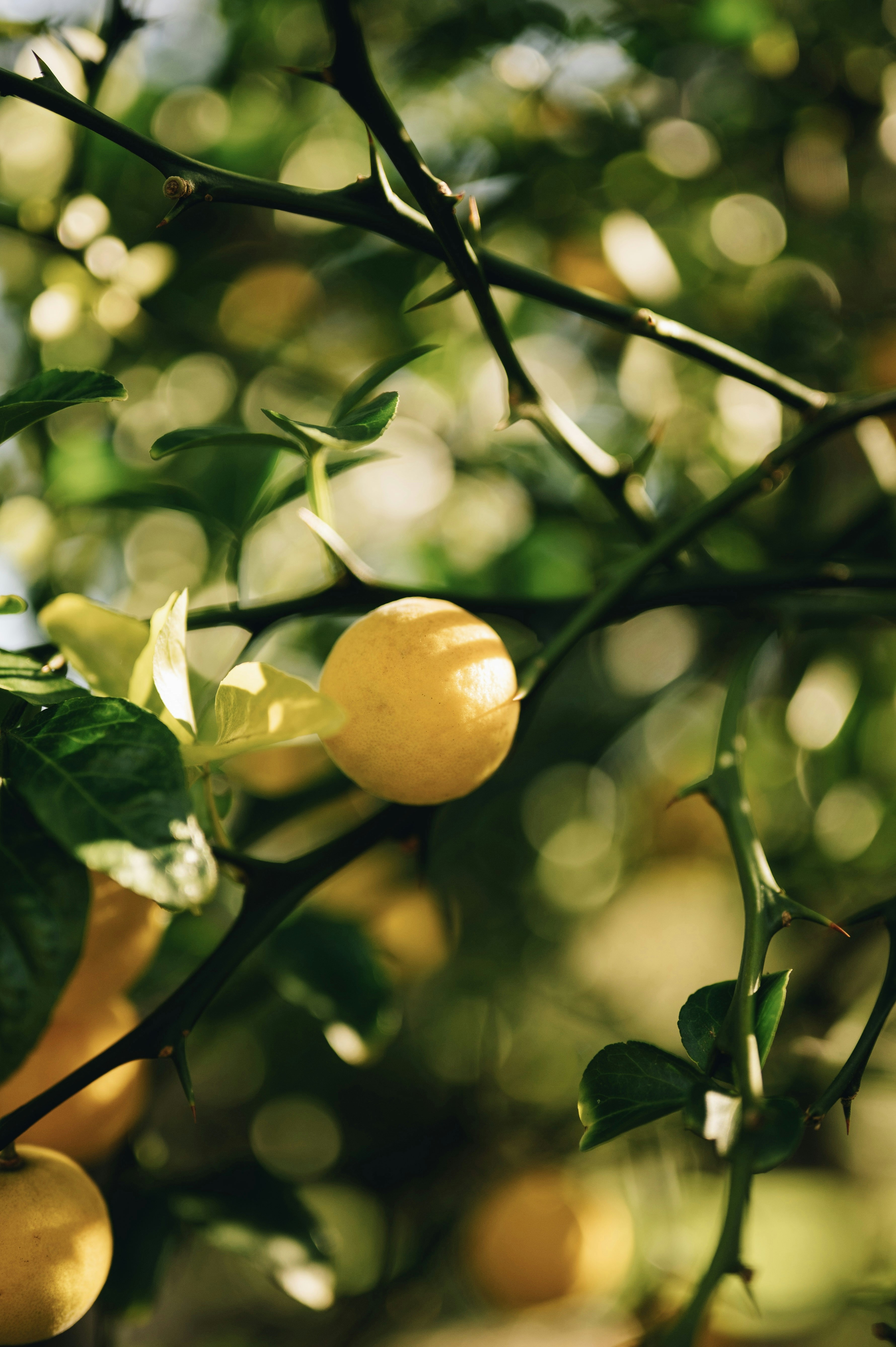 A yellow lemon on a thorny branch with green leaves in soft sunlight
