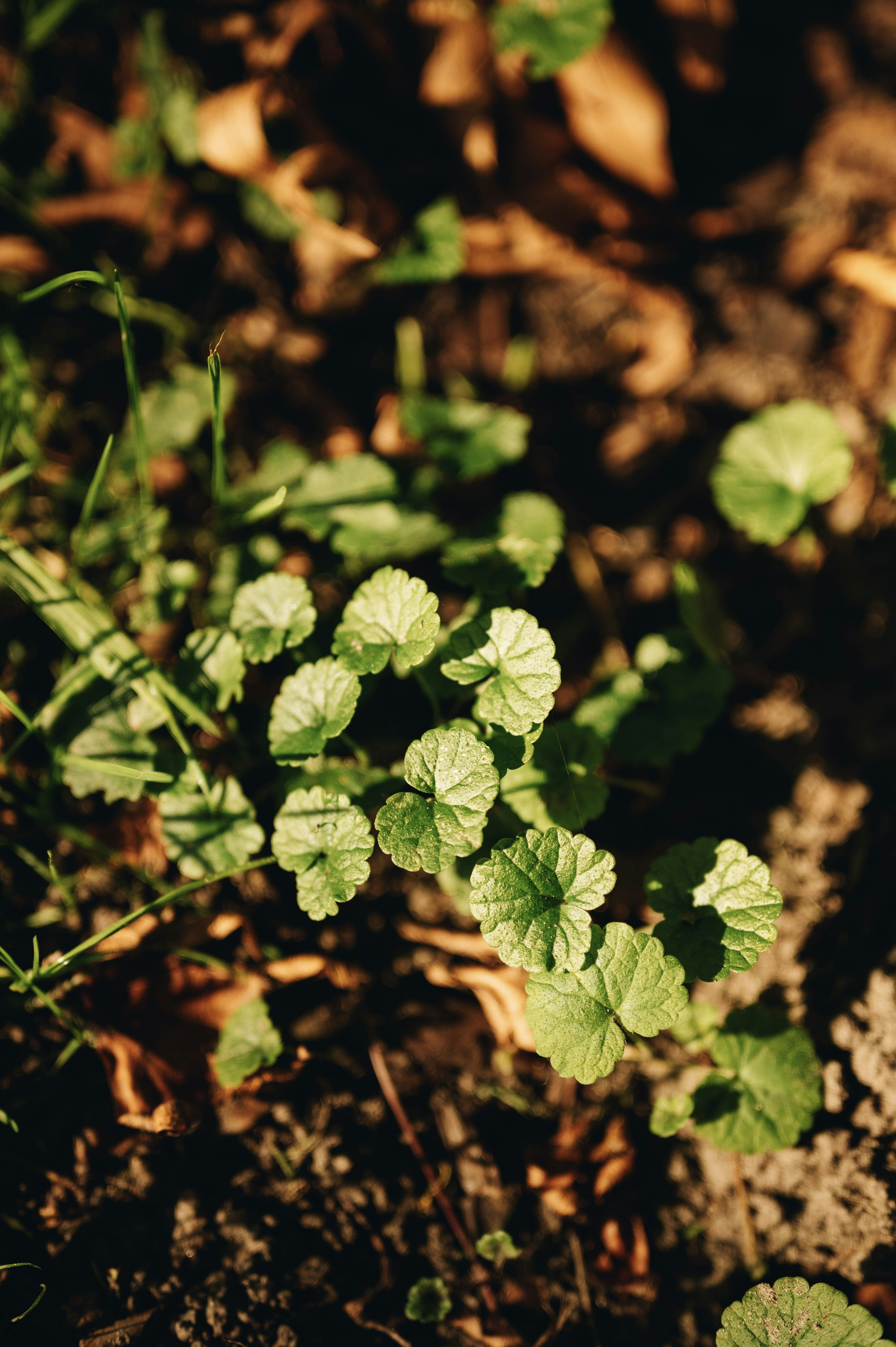 Small green leaves of ground ivy growing in dark soil with fallen leaves