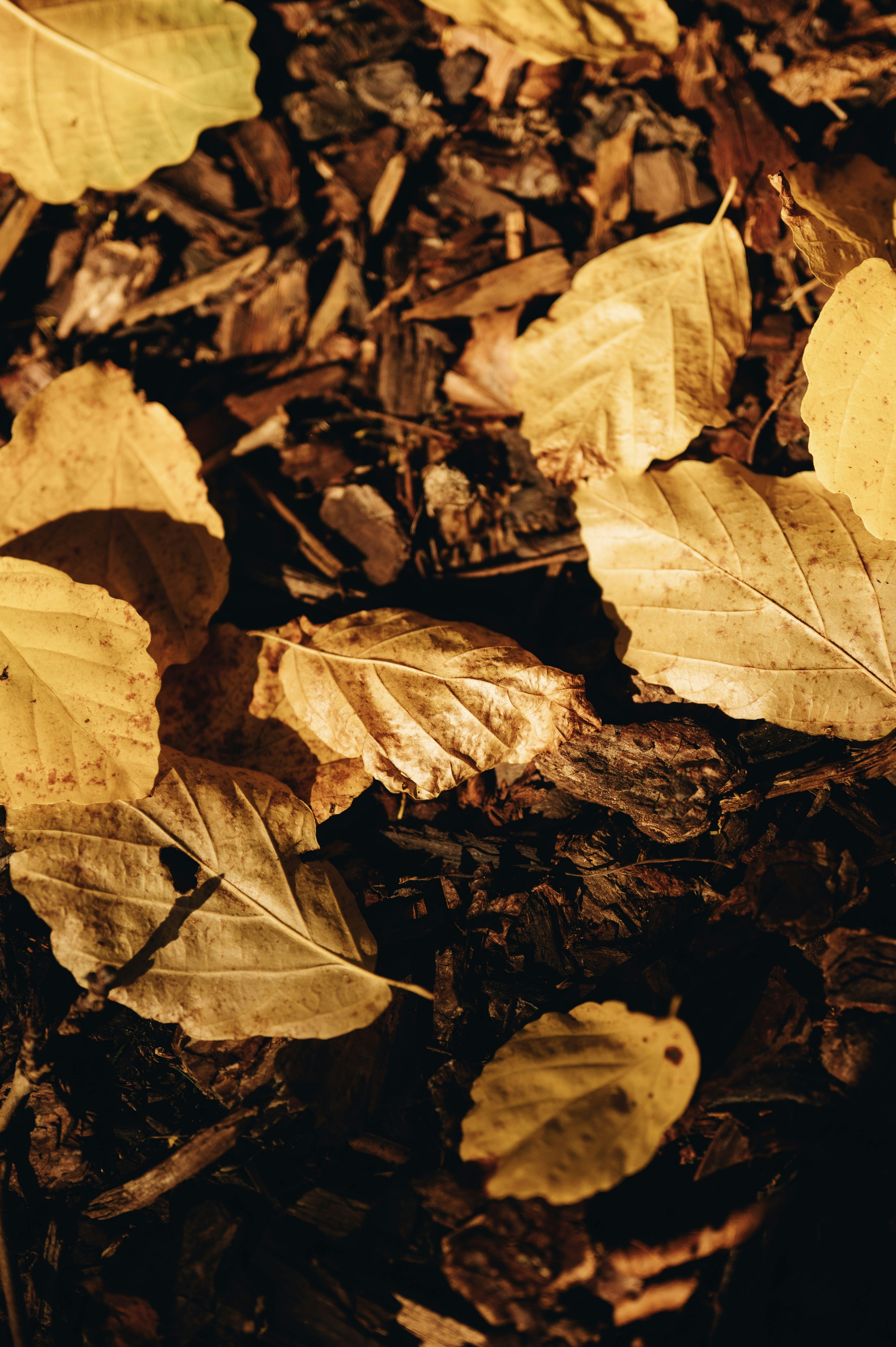 Yellow autumn leaves scattered on dark brown wood mulch in sunlight