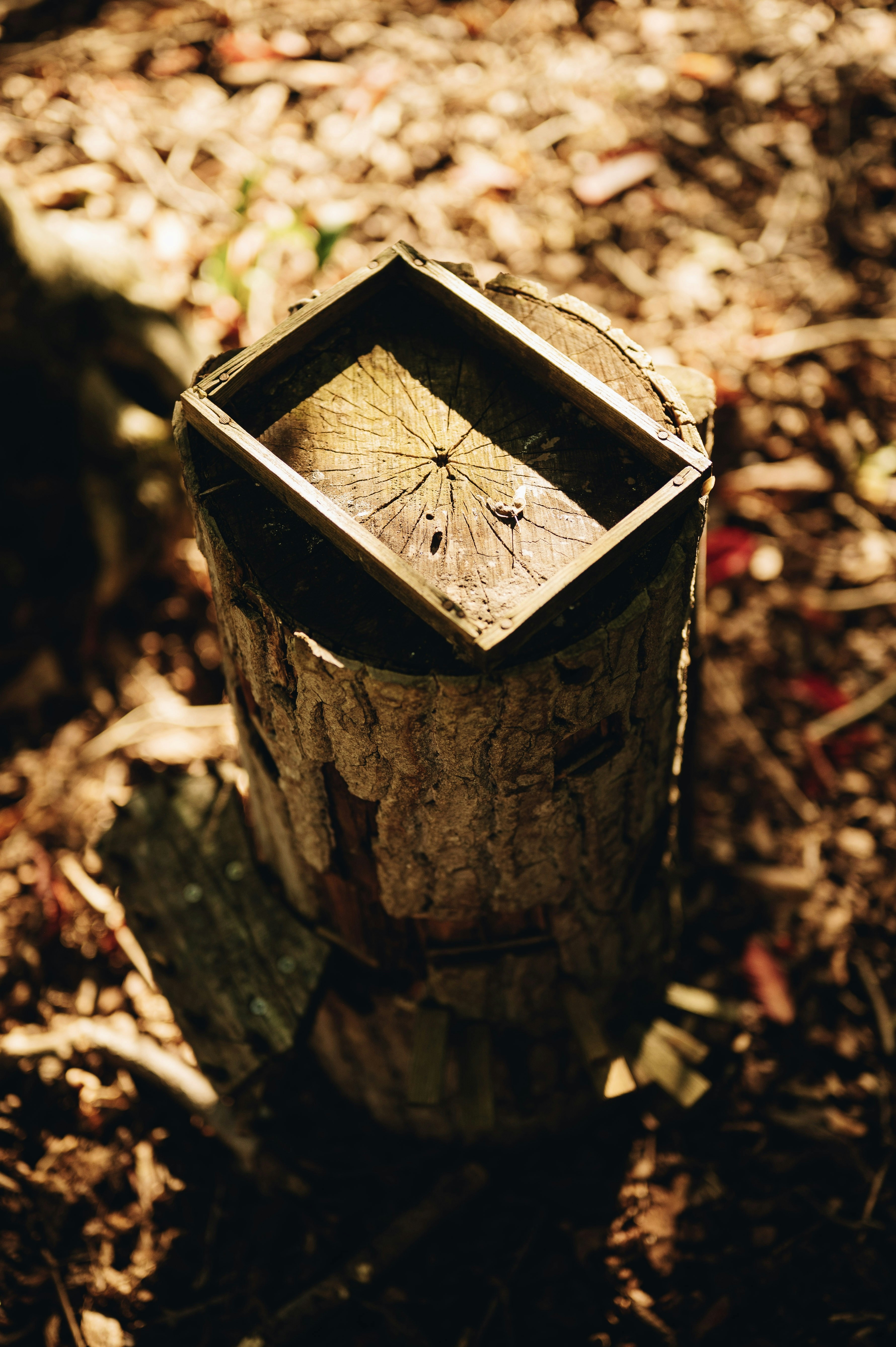 A wooden frame resting on a tree stump in a sunlit forest