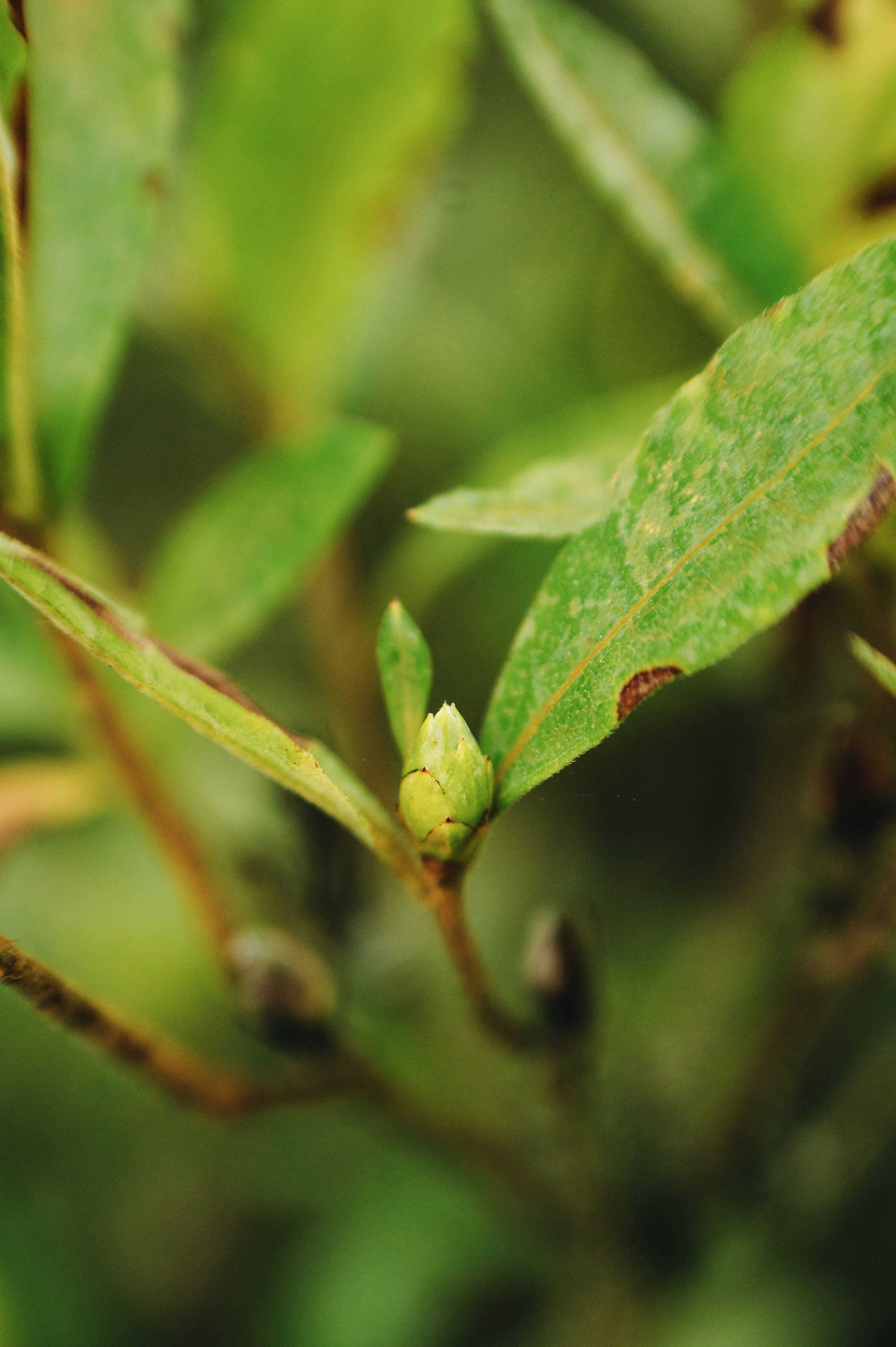 A small green plant bud emerging between pointed leaves on a thin stem