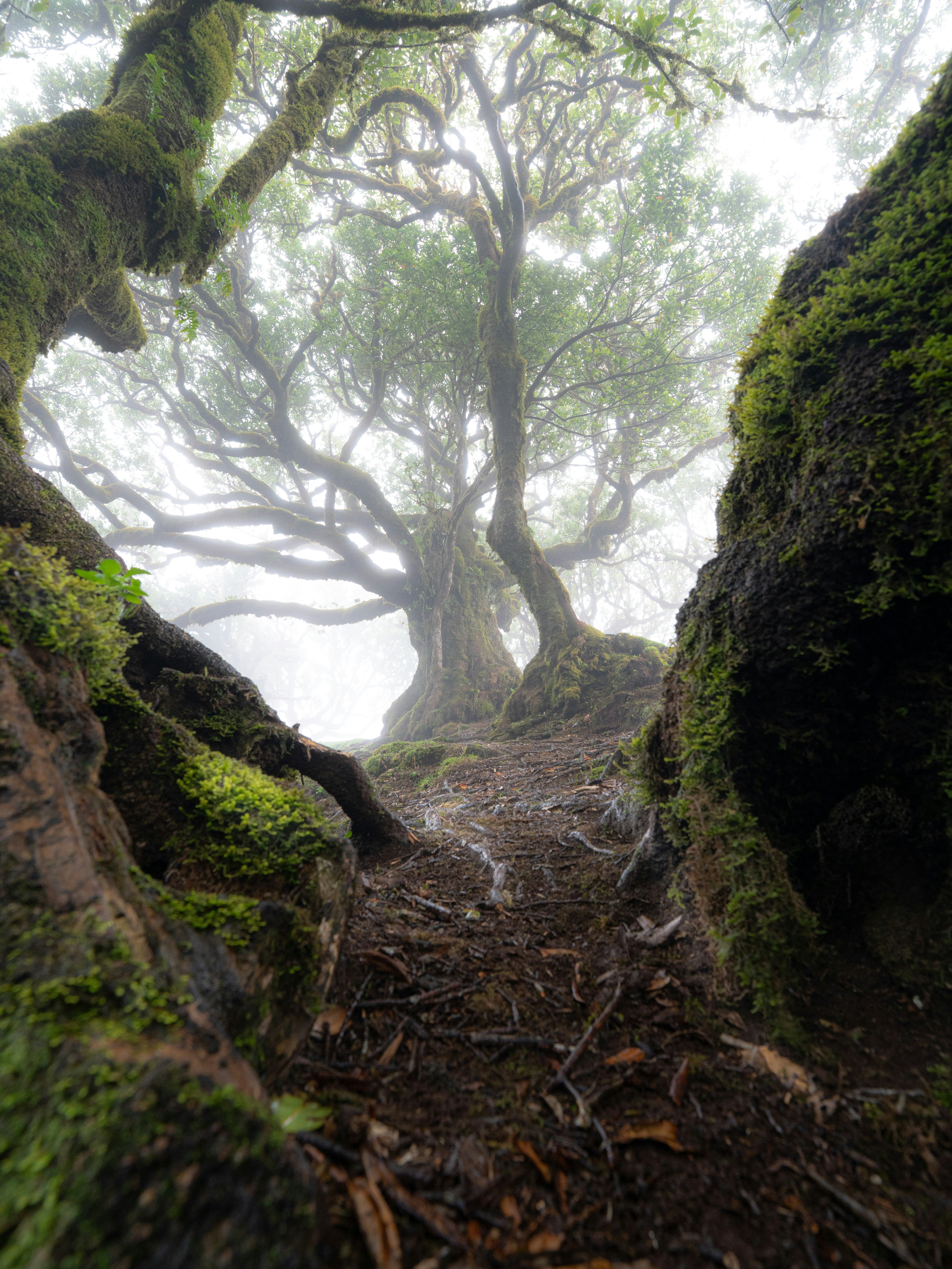 Ancient mossy trees with twisted branches in a dense misty forest