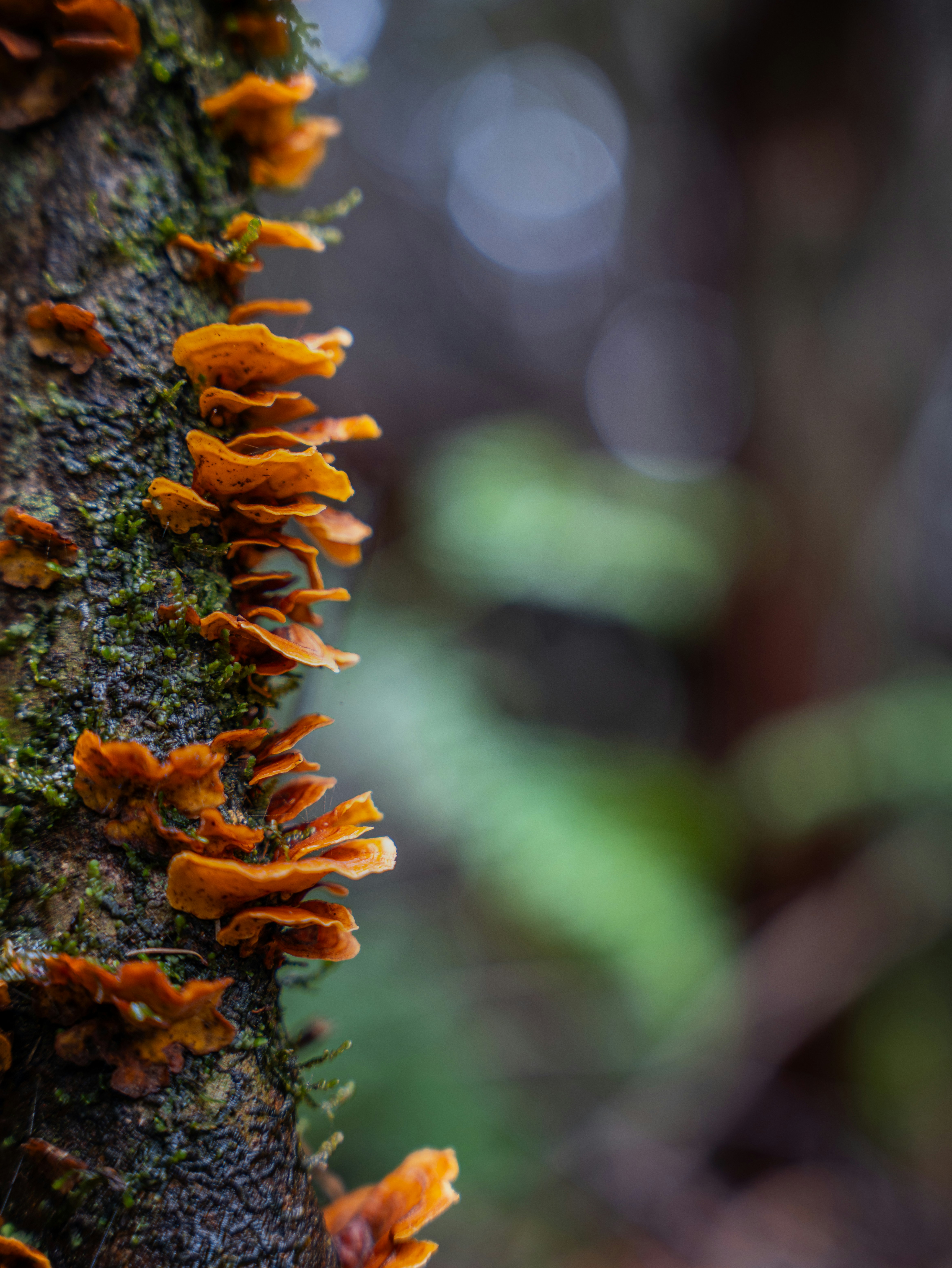 Orange shelf fungi on tree trunk - Free Photo on Unsplash