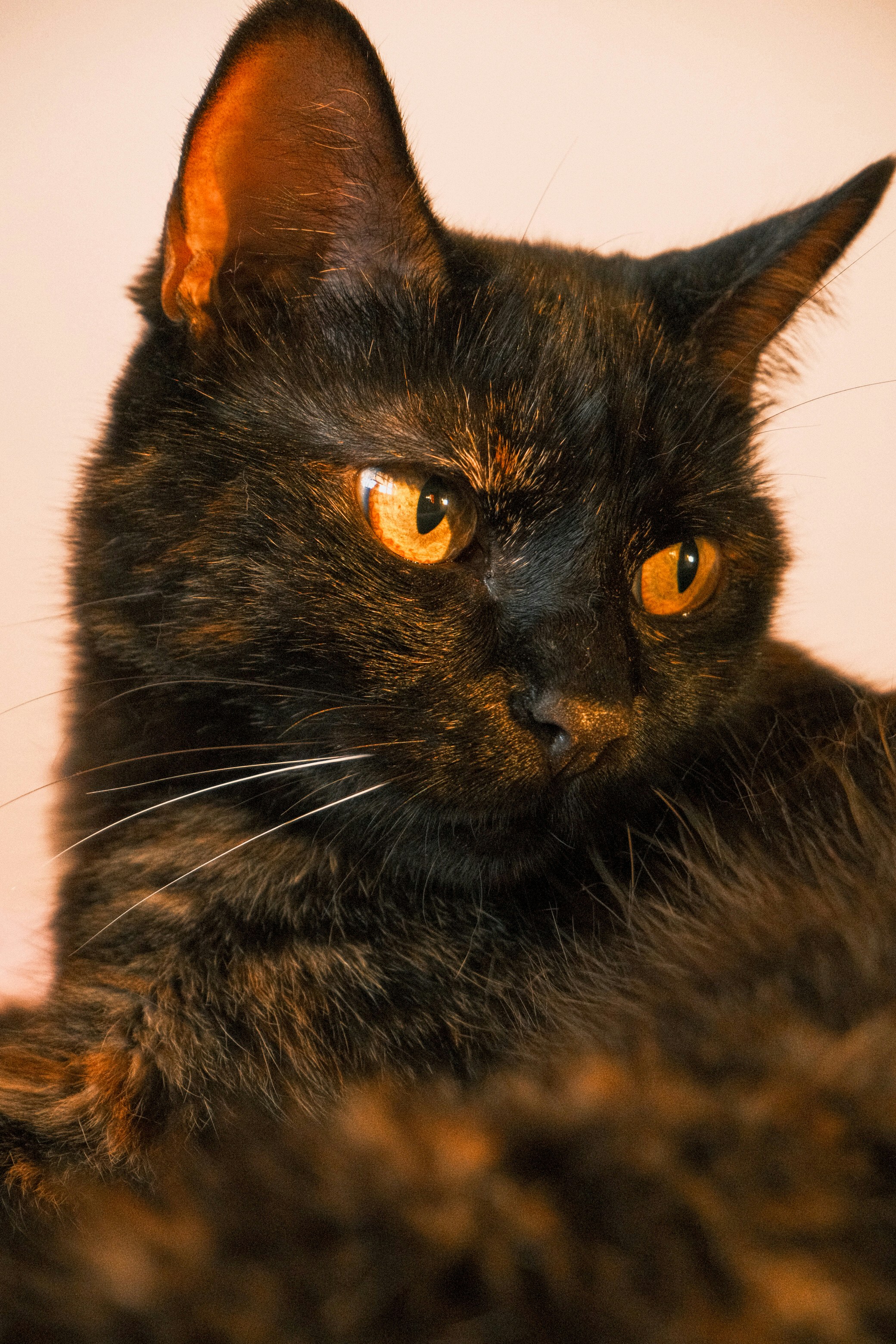 A black tortoiseshell cat with bright amber eyes looking to the side