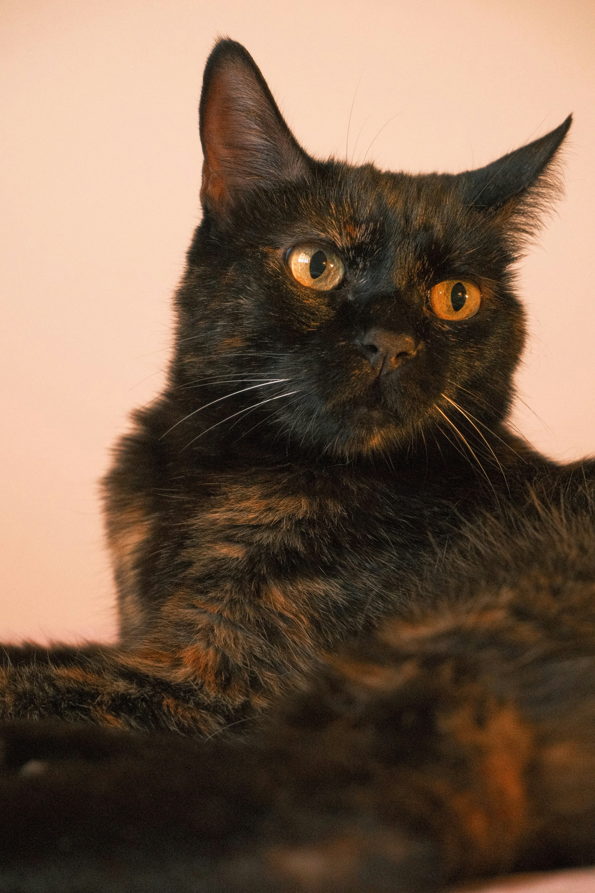 A tortoiseshell cat with bright amber eyes against a pale pink background
