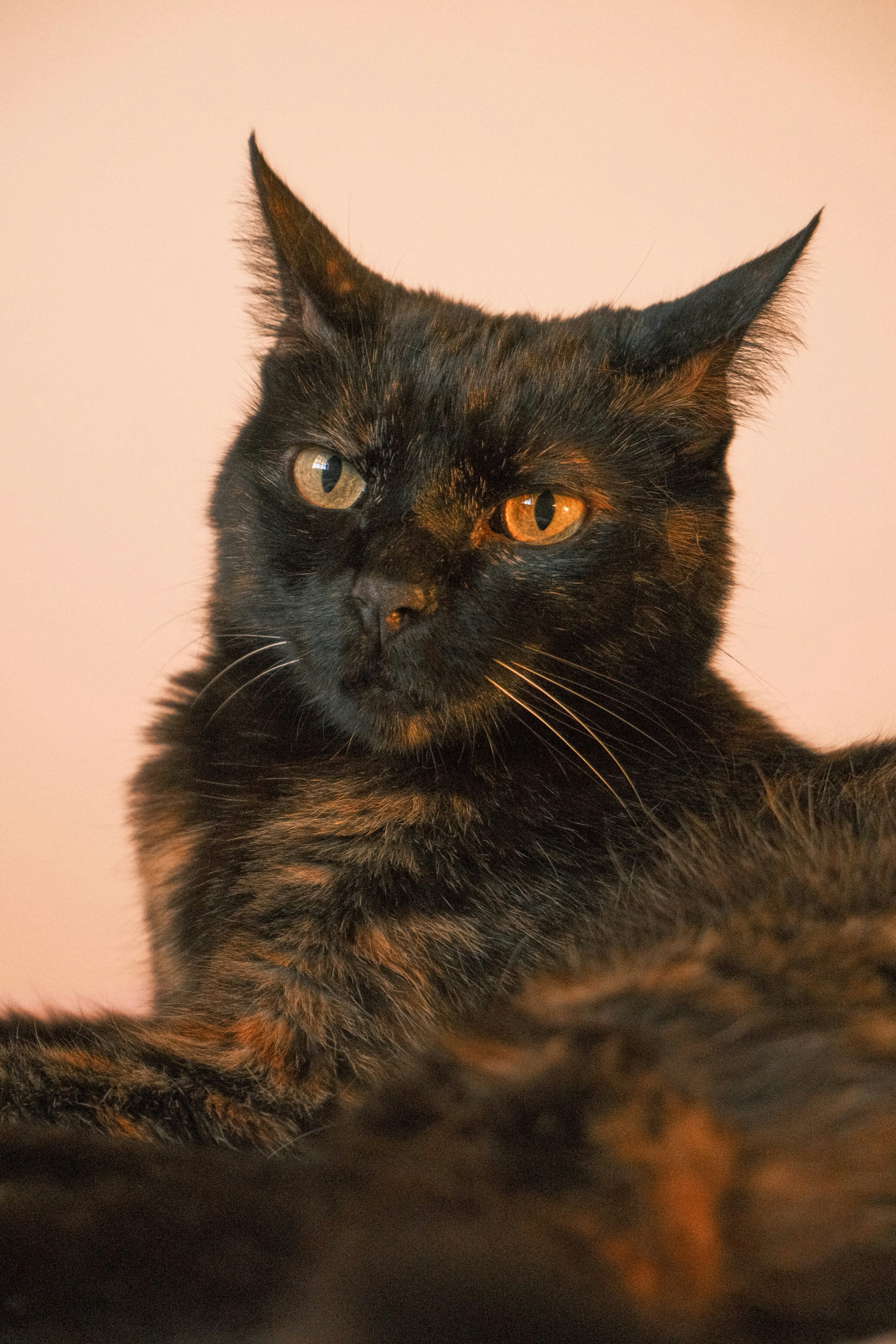 A tortoiseshell cat with orange eyes against a pale background