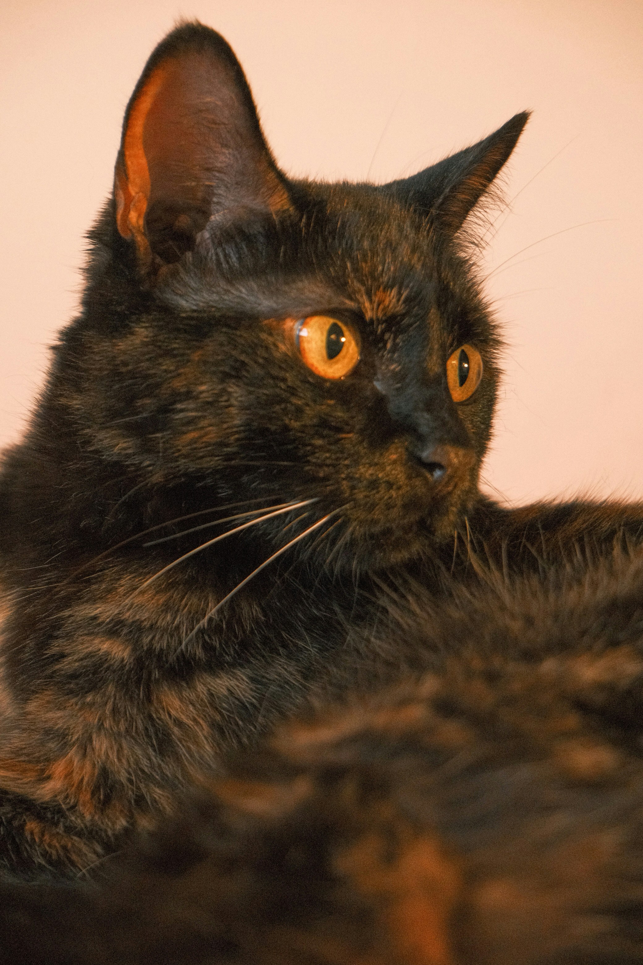 A tortoiseshell cat with bright orange eyes looking to the side