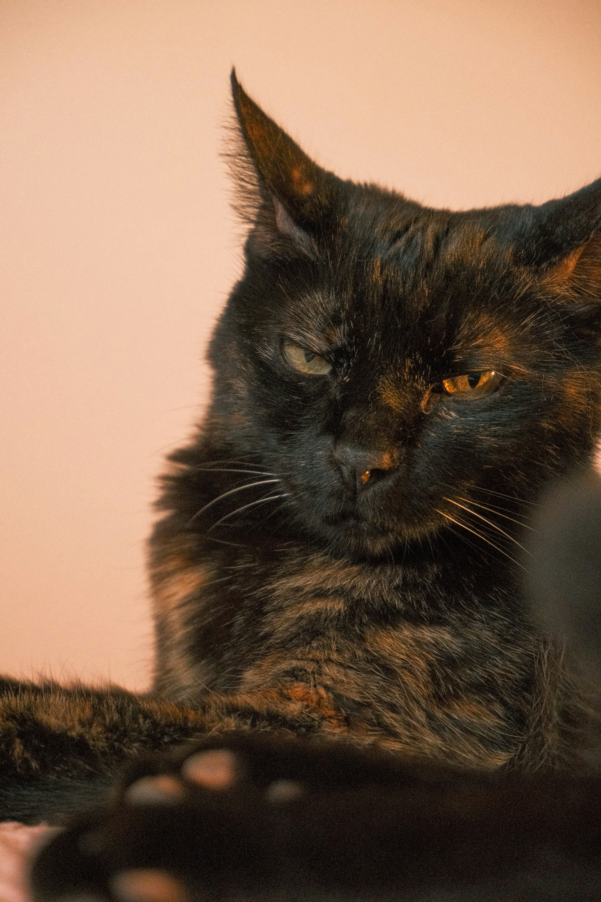 A tortoiseshell cat with golden eyes in warm light against a plain background