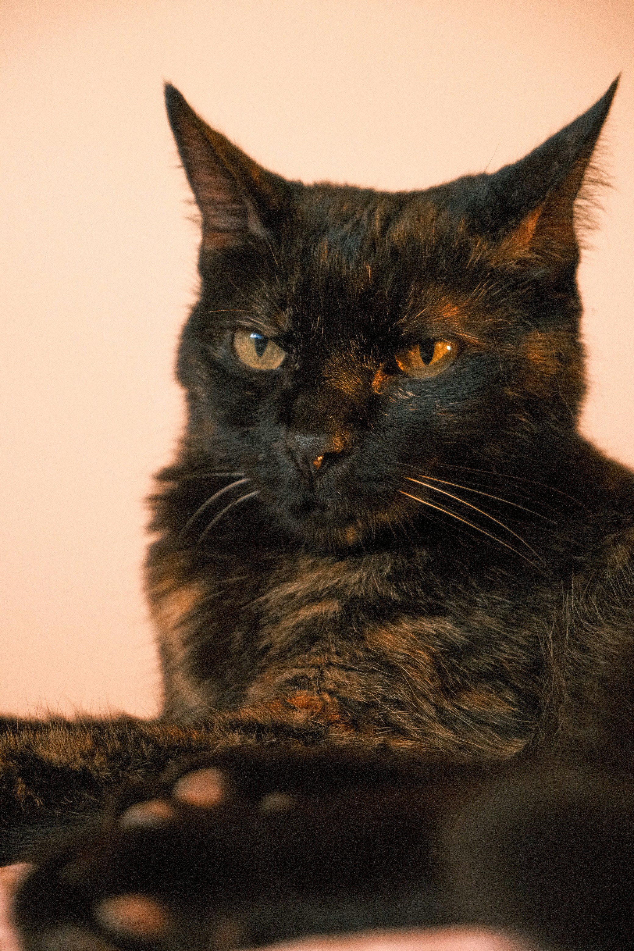 A tortoiseshell cat with amber eyes against a light background
