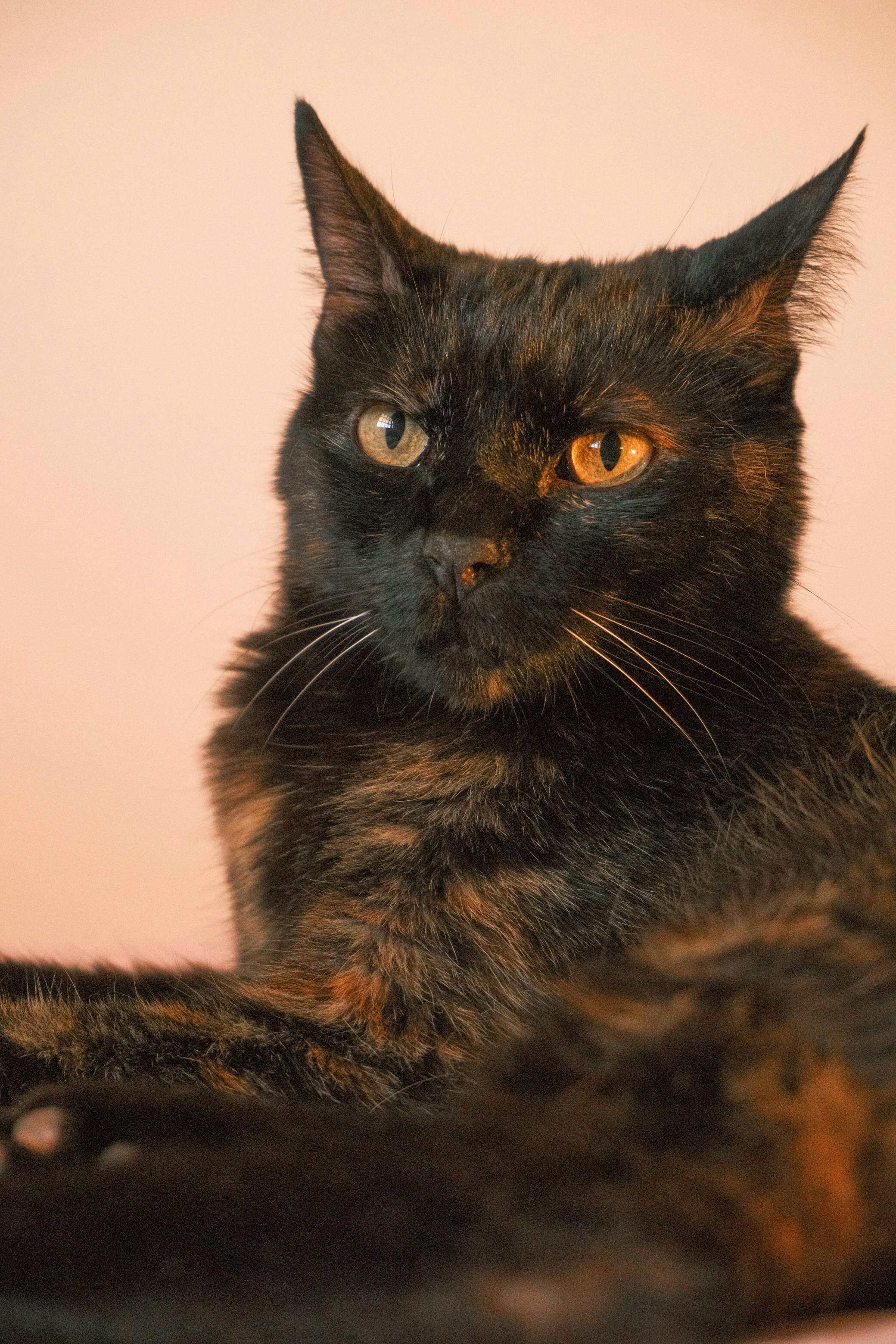 A tortoiseshell cat with bright amber eyes against a soft peach background
