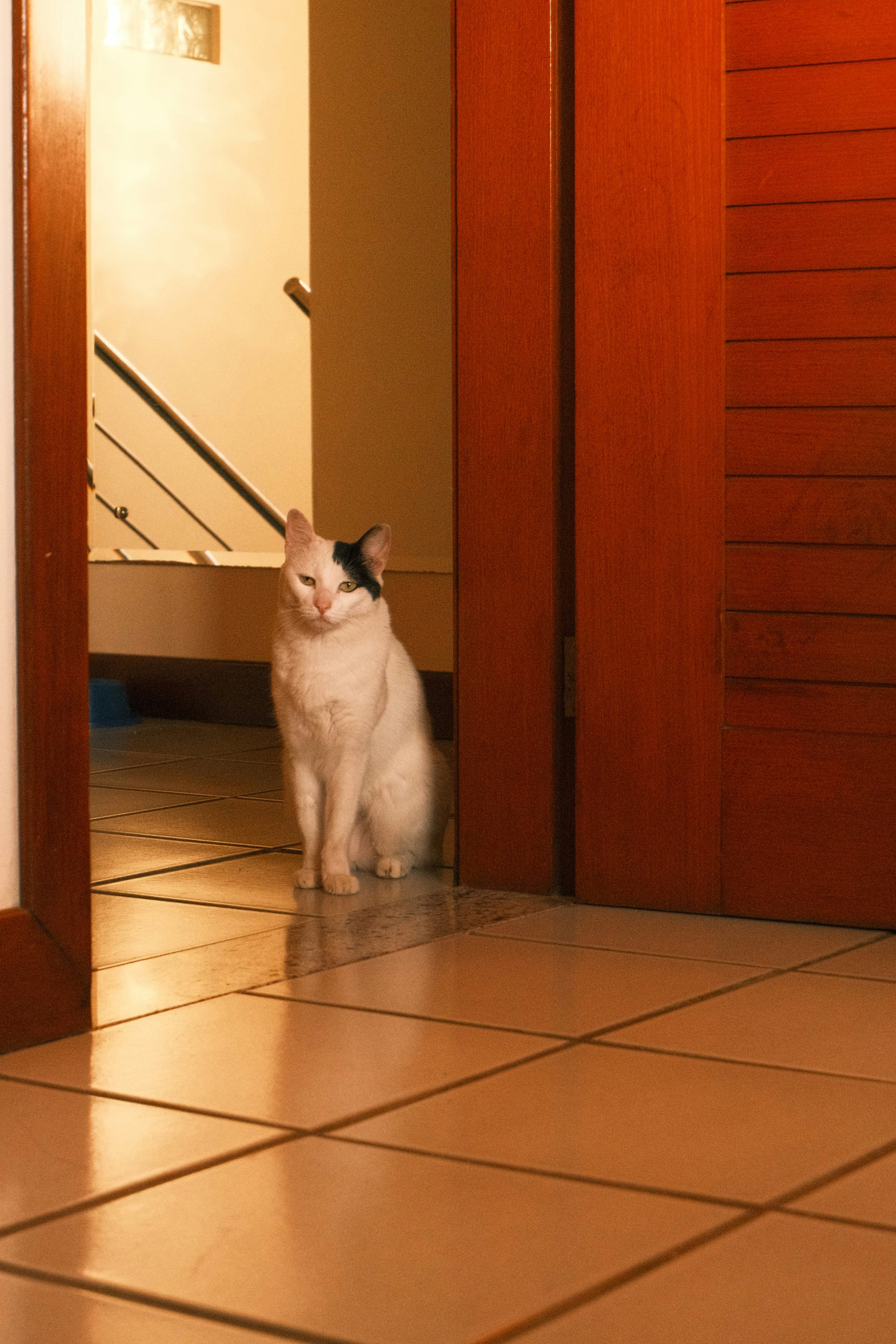 A white cat with a black ear patch in a doorway with tiled floors